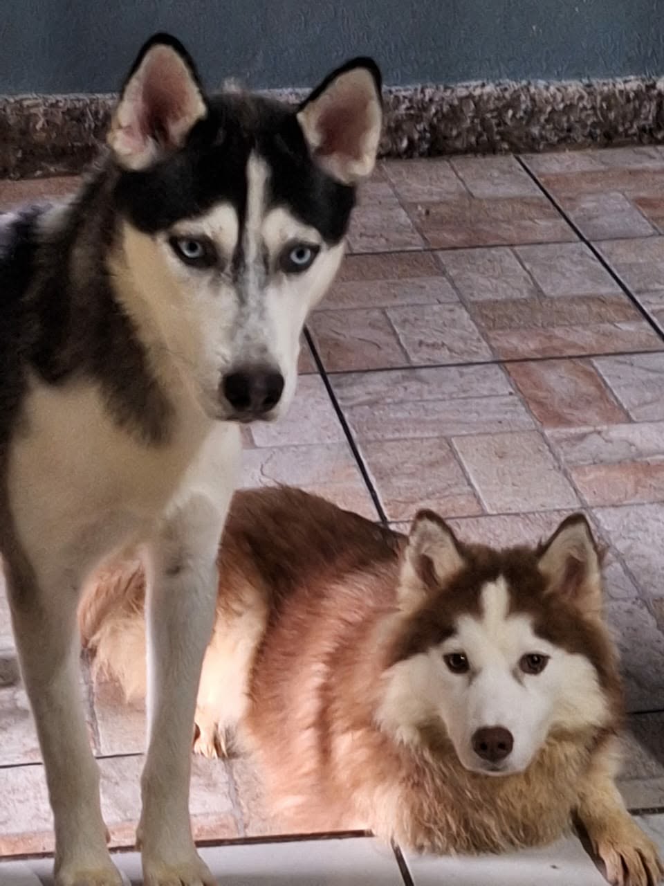 Vendo casal de husky siberianos  - Foto 1