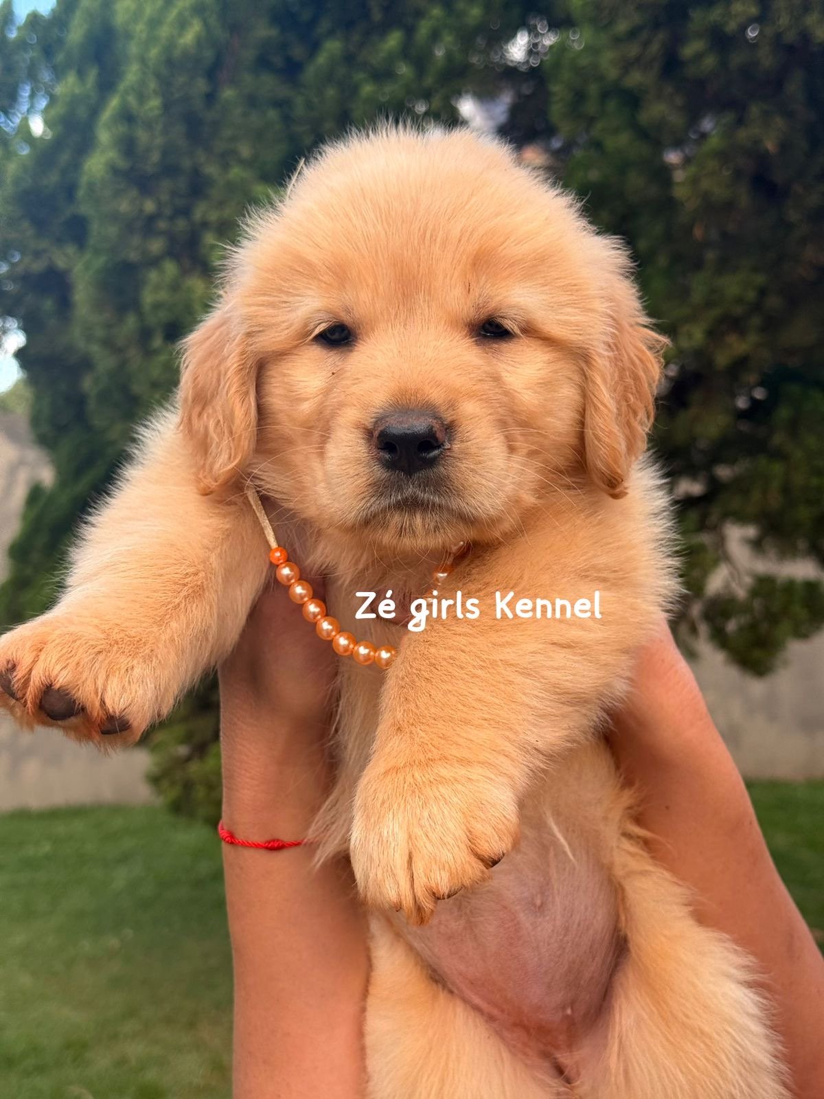 Golden retriever - Foto 1