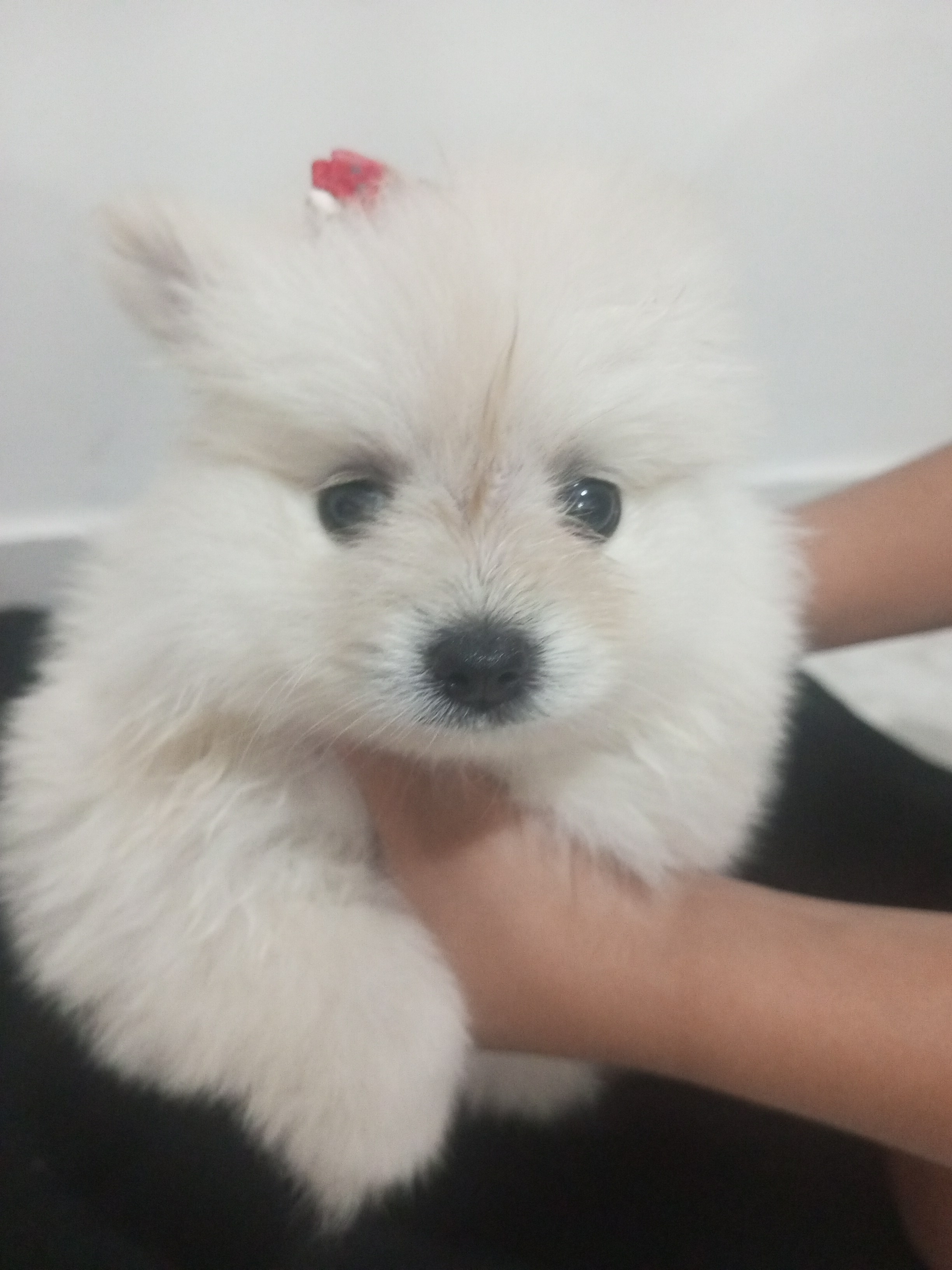 Spitz Alemão - Foto 1