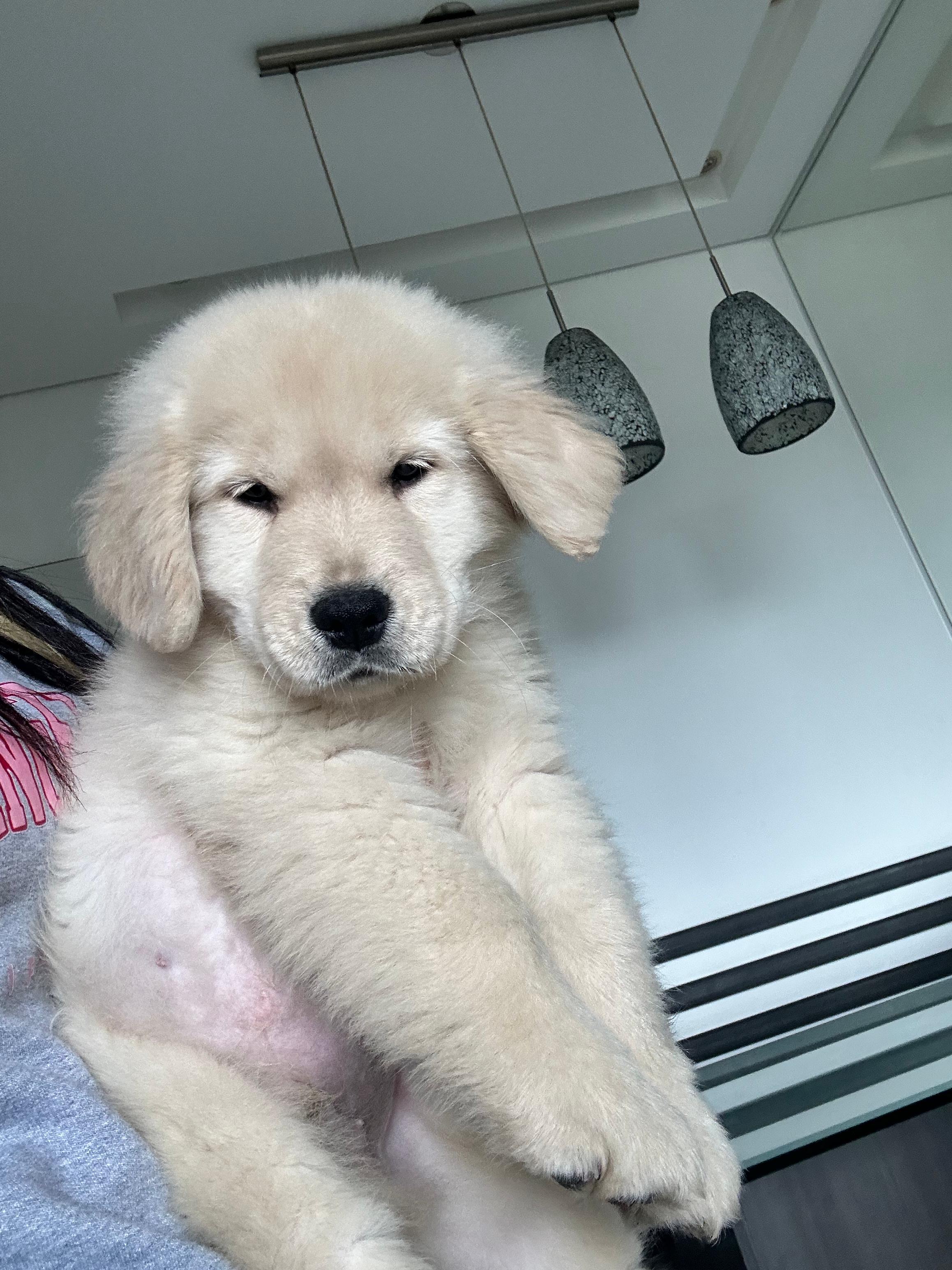 Golden Retriever - Foto 1