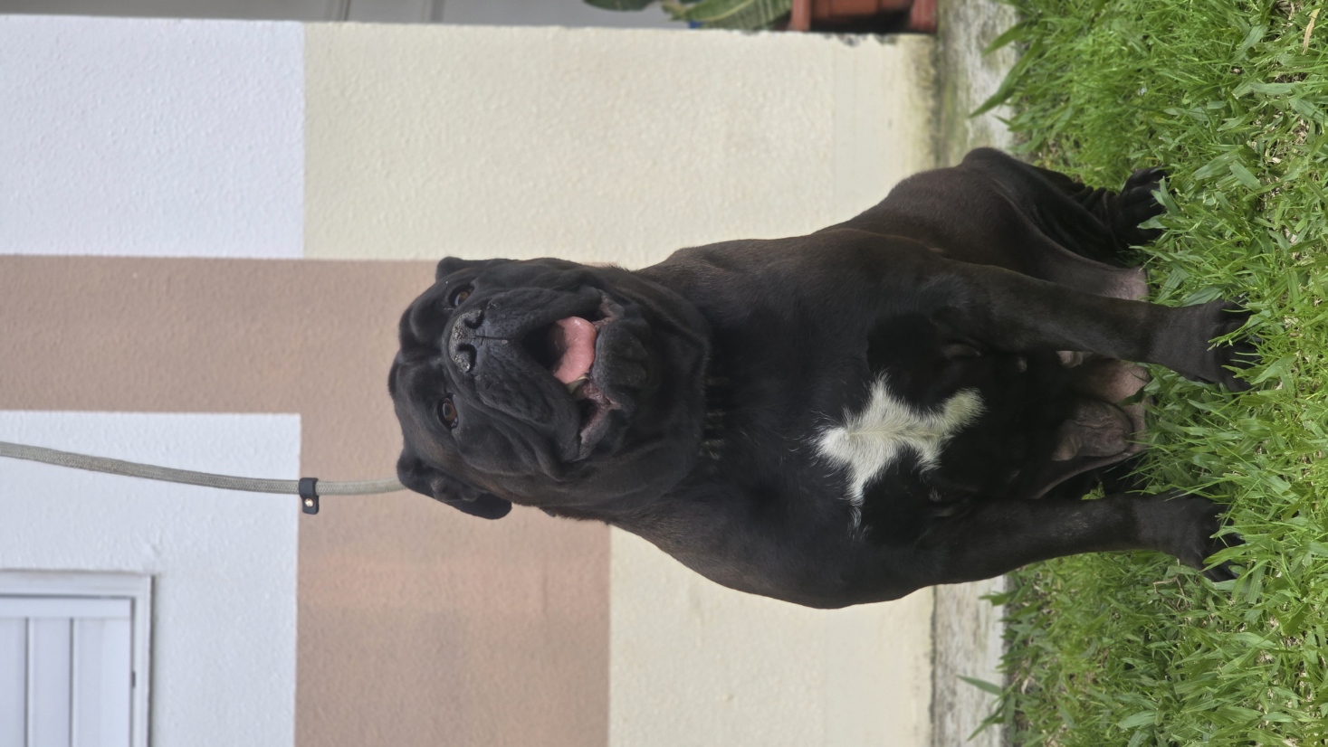 Filhotes Buldogue Campeiro - Foto 3