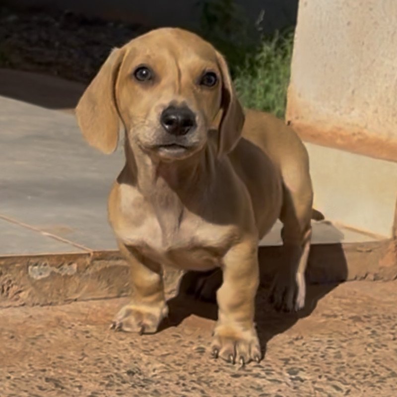 Machinho disponível da cor creme - Foto 1