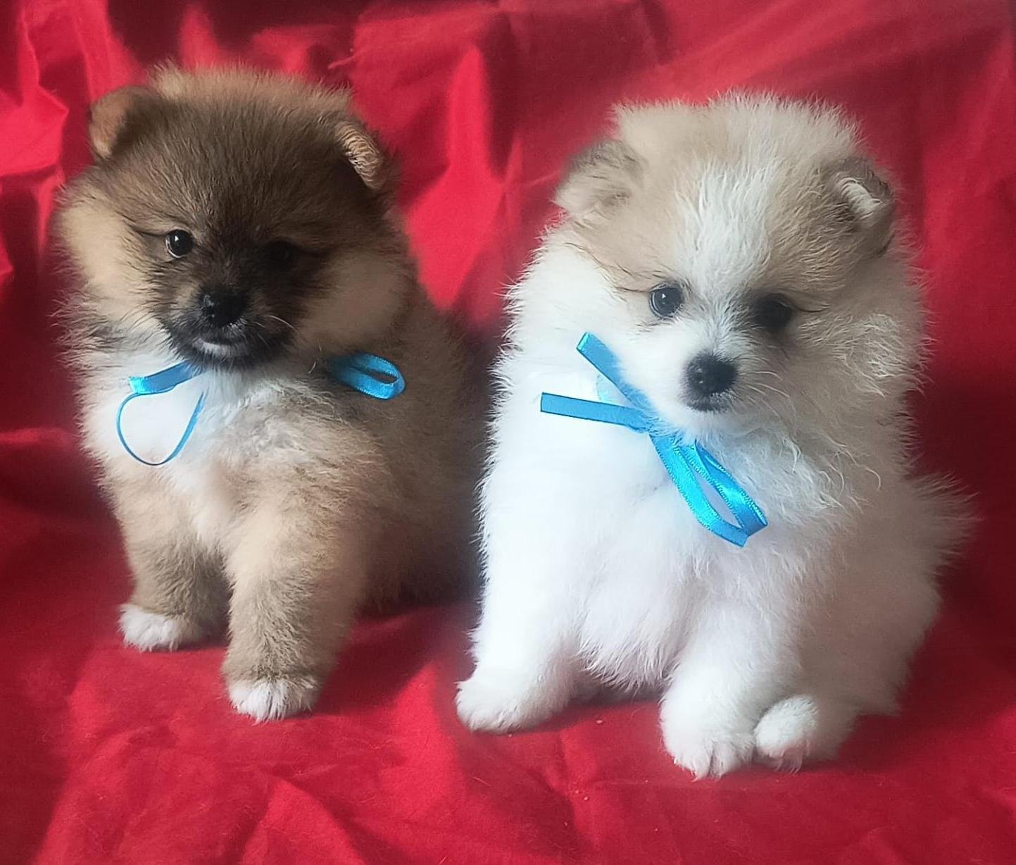 Vendo filhotes de Spitz alemão macho e fêmea  - Foto 3