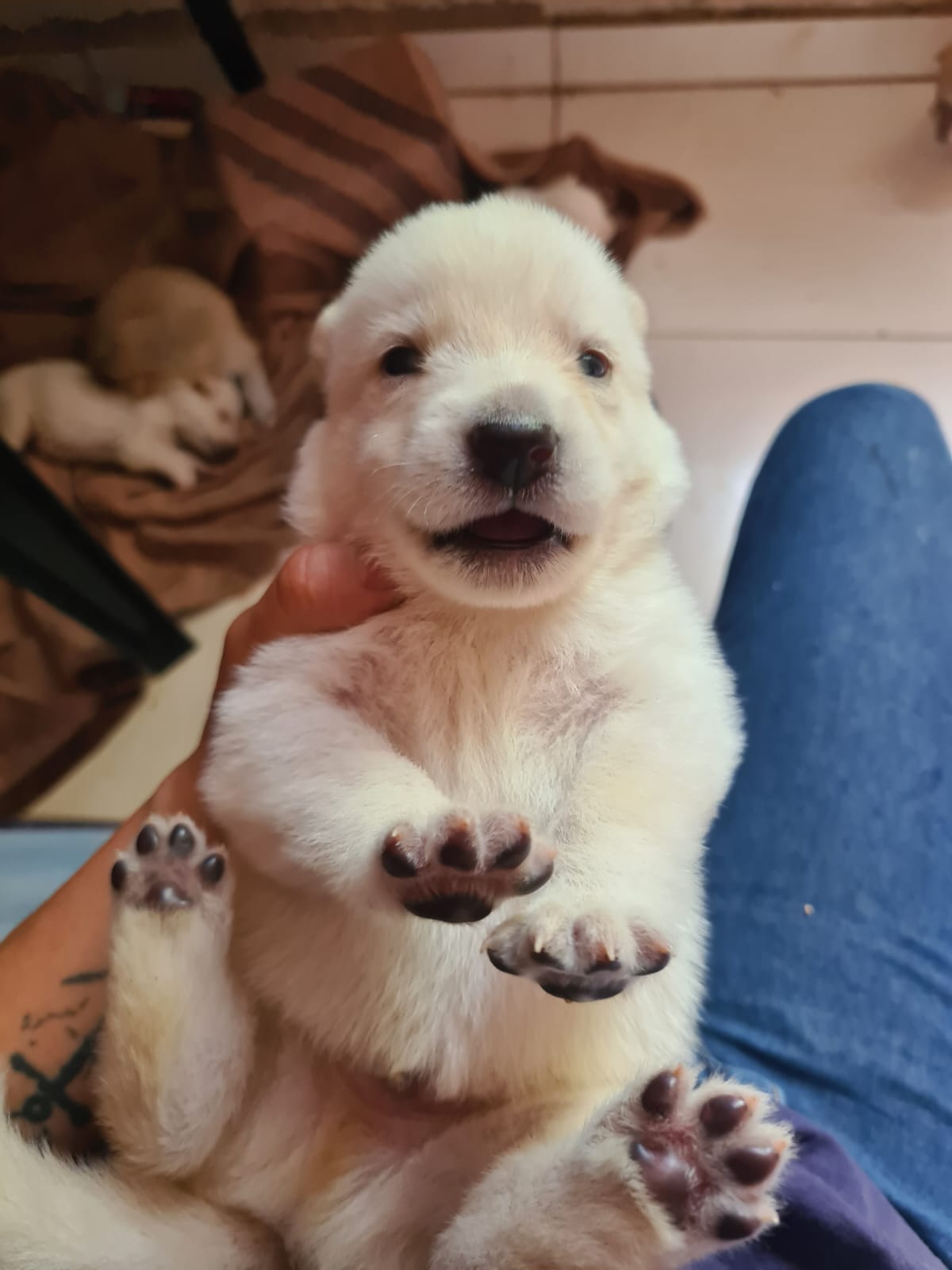 Cão Lobo Checoslovaco - Foto 3
