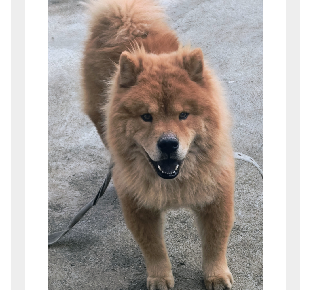 Chow-Chow - Foto 1