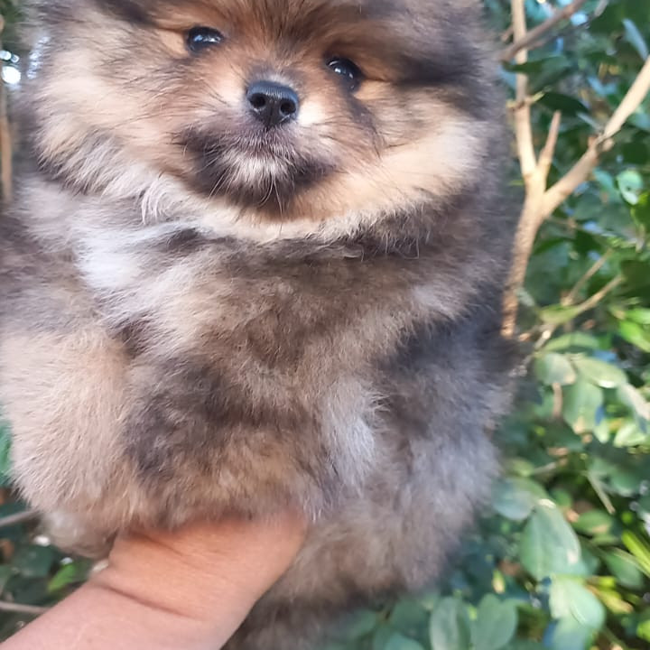 Lindos filhotes spitz alemão anão - Foto 1