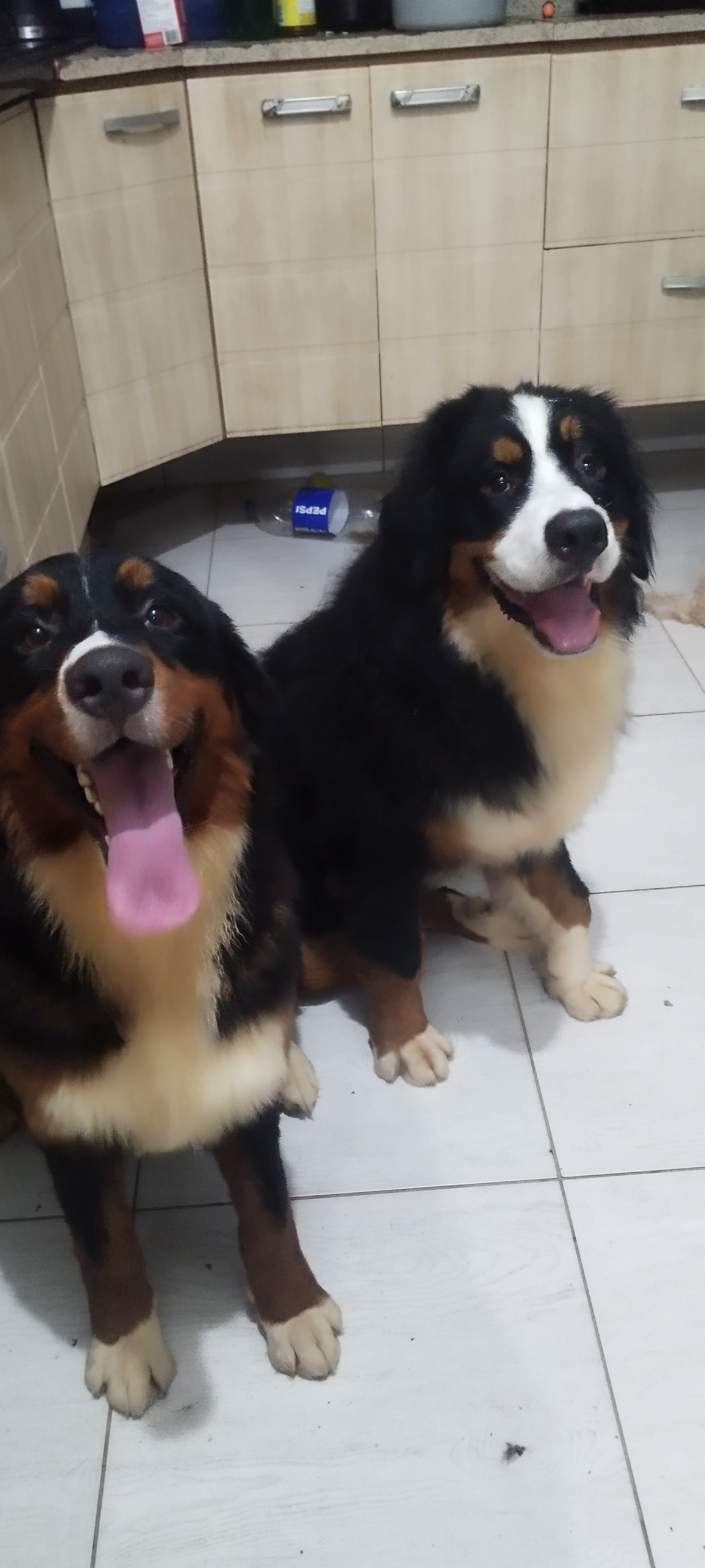 Bernese Mountain - Foto 1