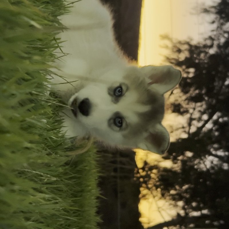 Lindo filhote de Husky Sibiliano puro - Foto 1