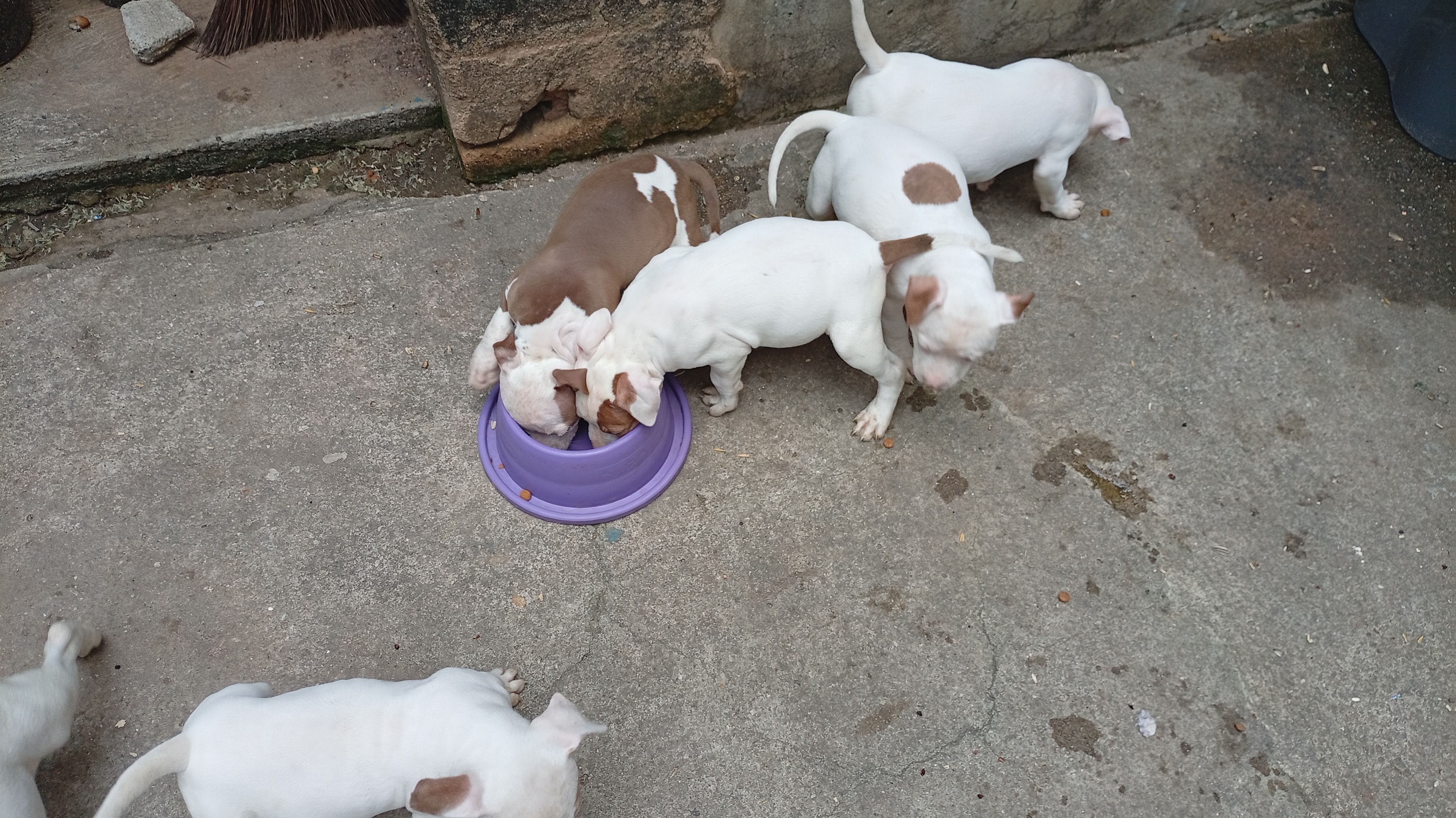 Pitbull - Foto 3