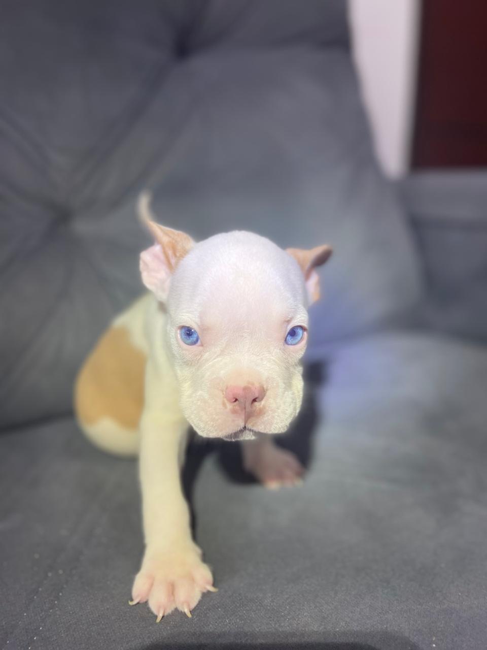 American Bully - Foto 1