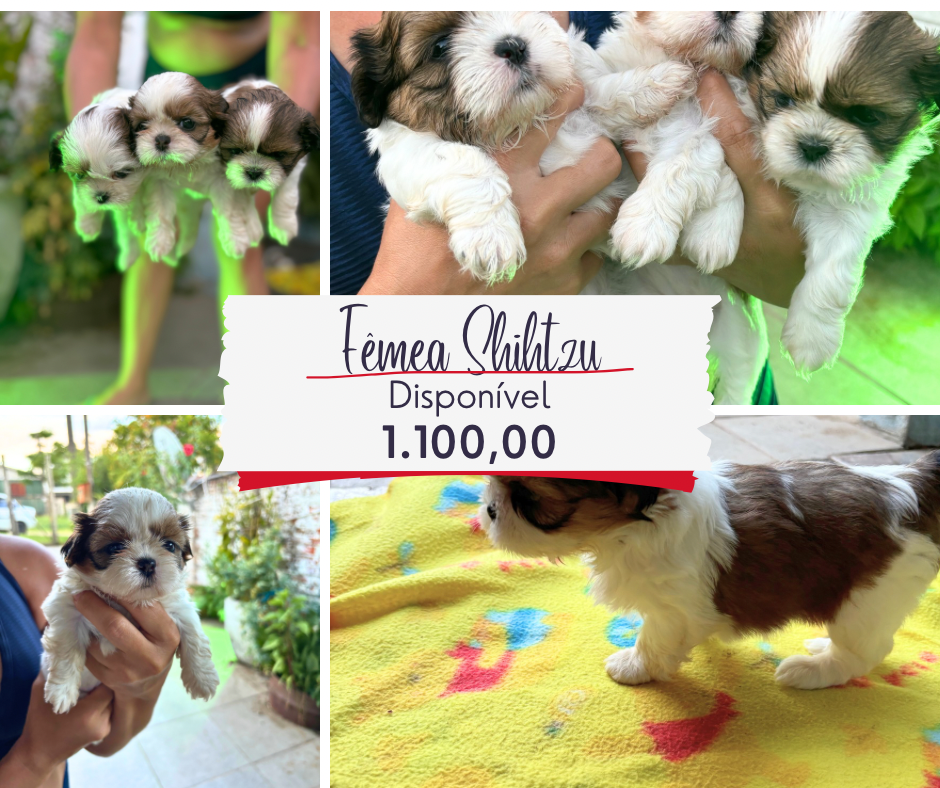 Shihtzu fêmea com um mês e oito dias - Foto 1