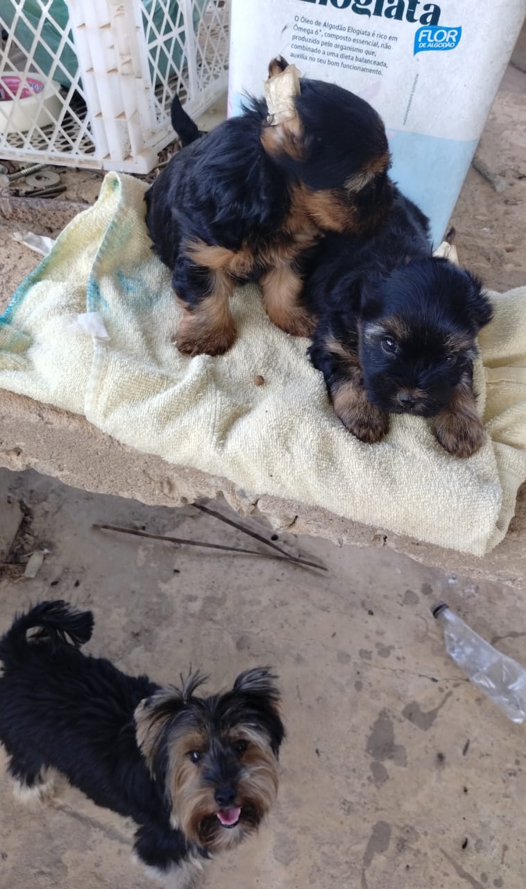 Filhotes de Yorkshire Terrier - Lindos e Adoráveis! - Foto 3