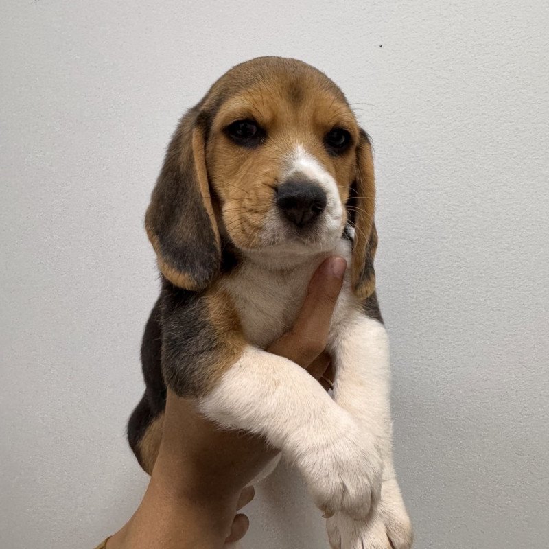Lindos filhotes de beagle legitimos - Foto 2