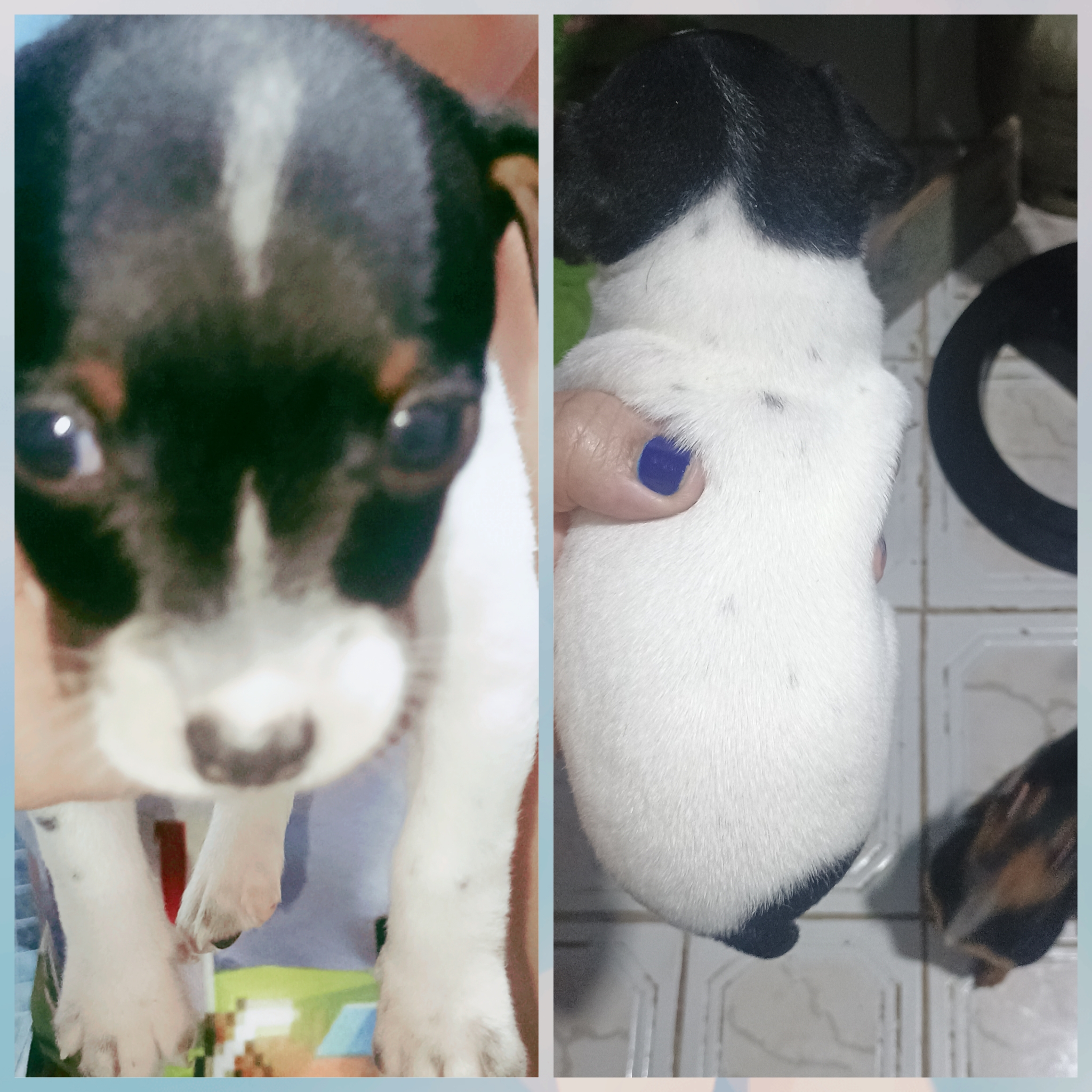 Pinscher zero macho Fox paulistinha  - Foto 1