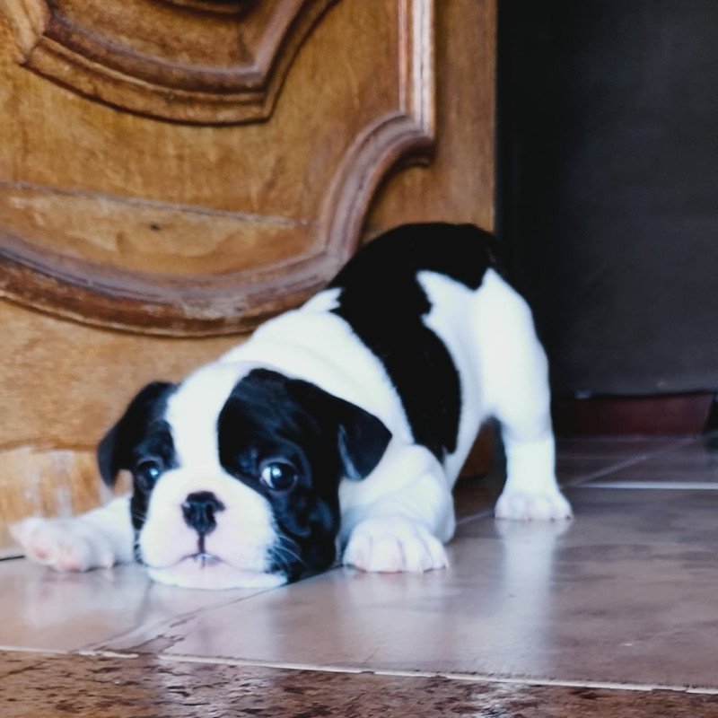Lindo filhote de Buldogue Francês Macho 2 meses - Foto 1
