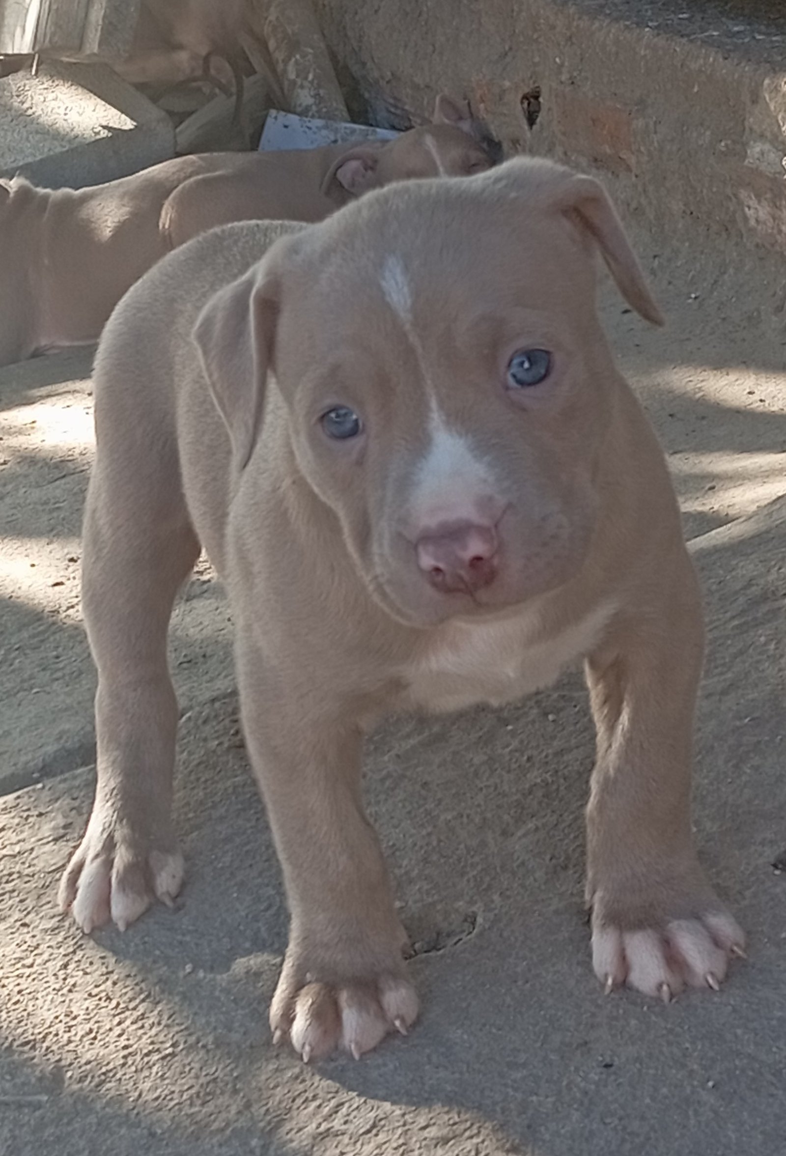 Filhotes de Pitbull  - Foto 1