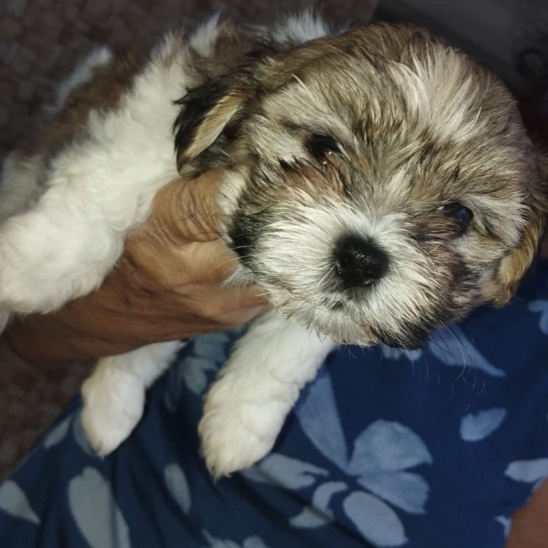 Lindos Filhotes de Shitzu 2 meses - Foto 3