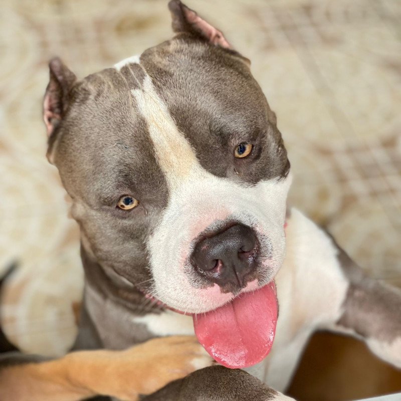 Lindos flores de American Bully - Foto 3