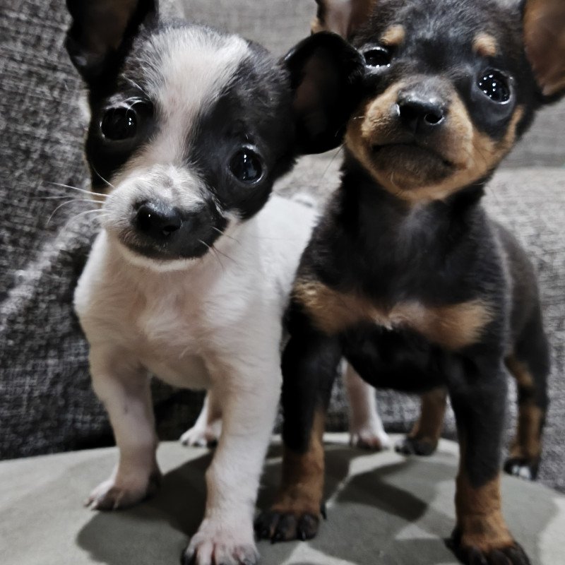 Lindos filhotes pinscher - Foto 1