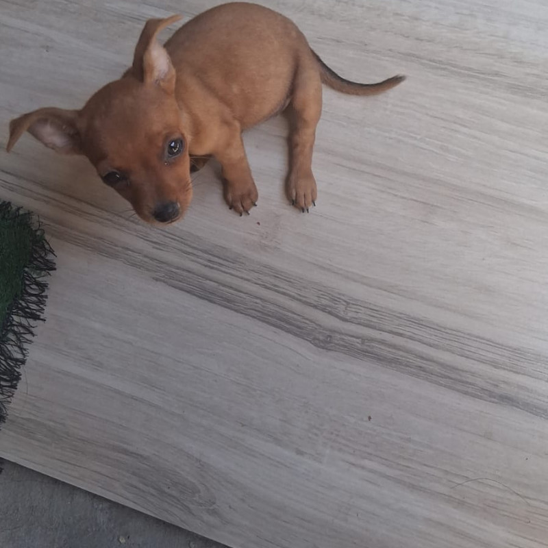 Vendo uma linda,filhote de pincher ela esta com um mês e vinte e oito dias ja comendo ração e  nao faço entrega - Foto 2