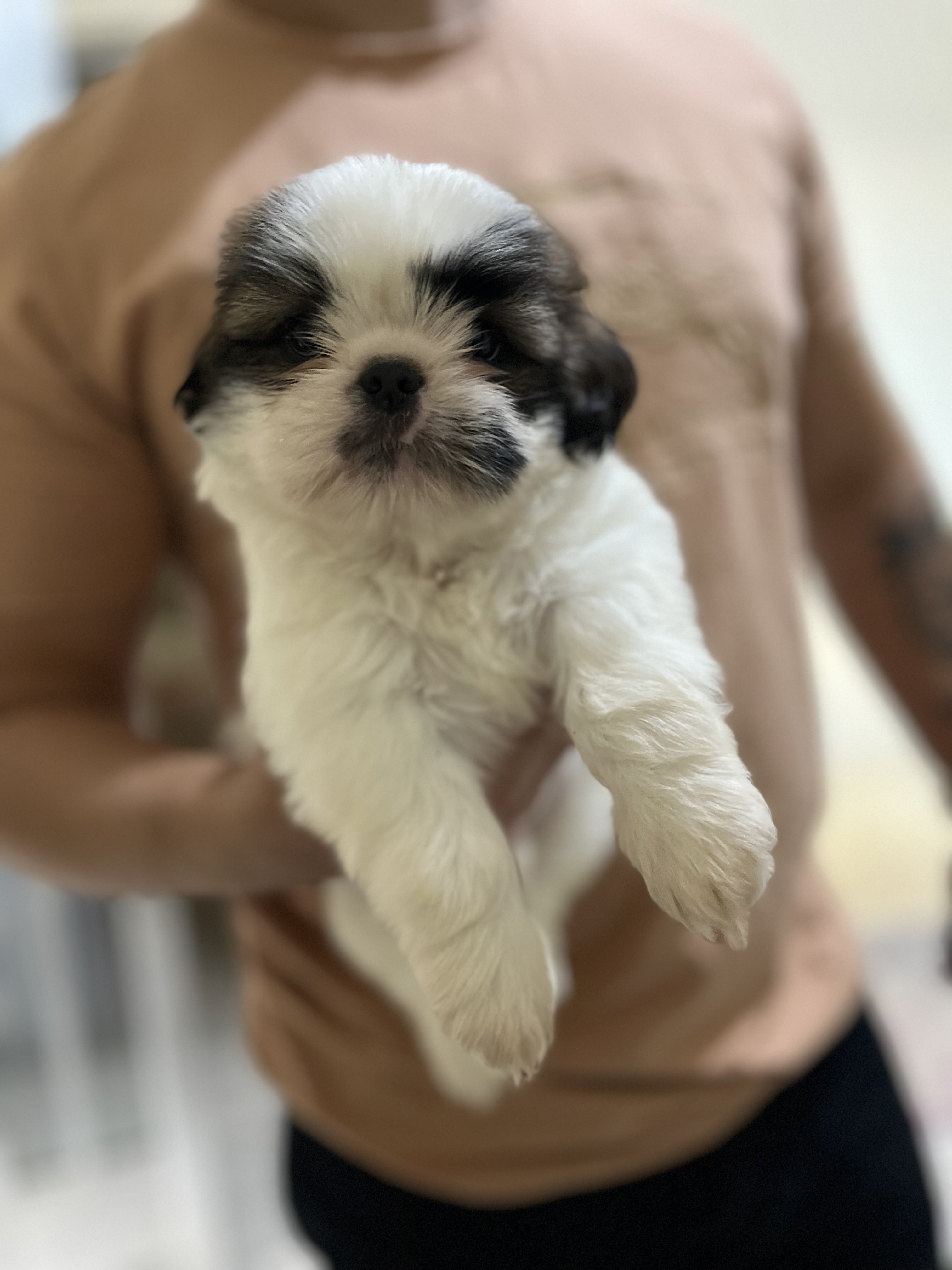 Shih Tzu Tricolor Lindo 🐶 2 meses – vacinado e vermifugado - Foto 1