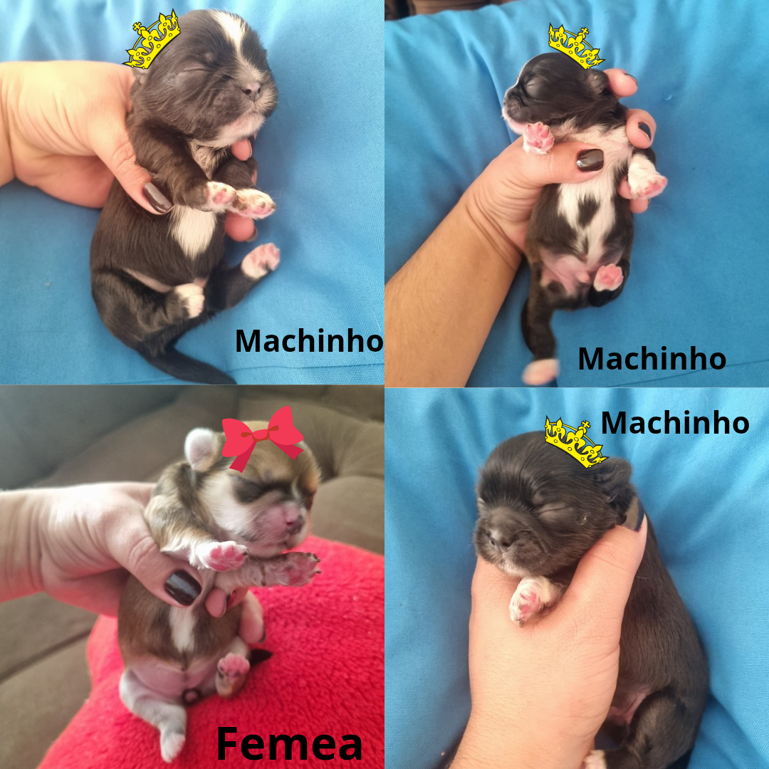 Lindos filhotes de shihtzu puros  - Foto 1