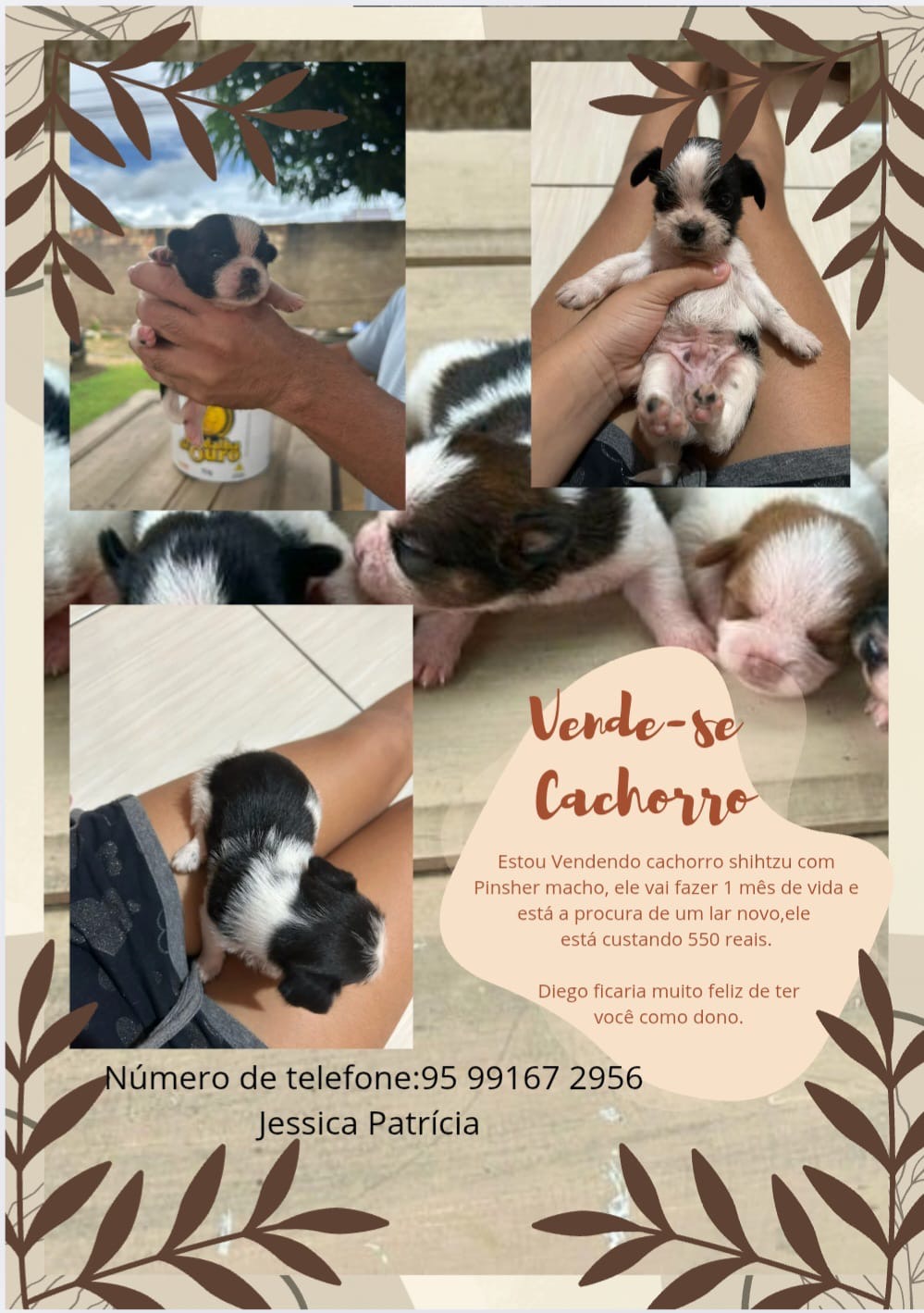 Vendo filhote de cachorro pincher com shitszu ficam bem pequenos e lindos  - Foto 1
