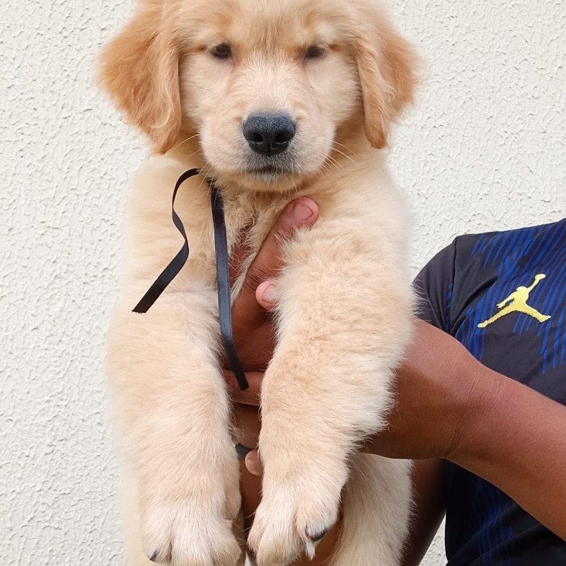 Filhote Golden Retriever Linhagem EUA - Foto 1