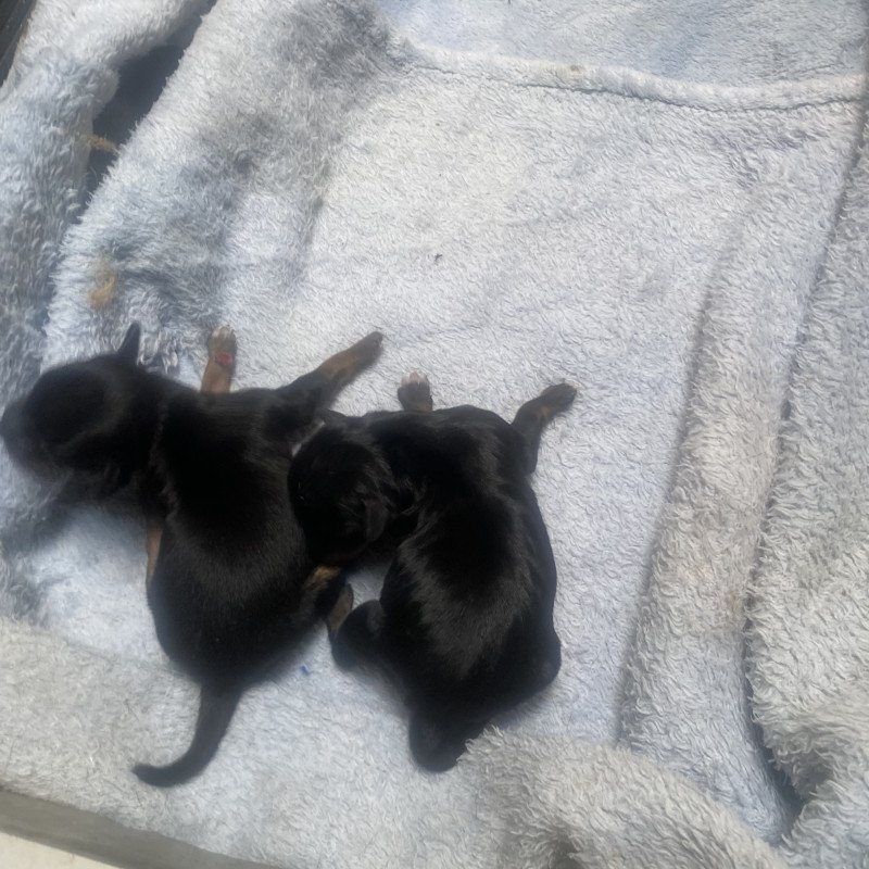 Lindos filhotes de pinscher - Foto 5
