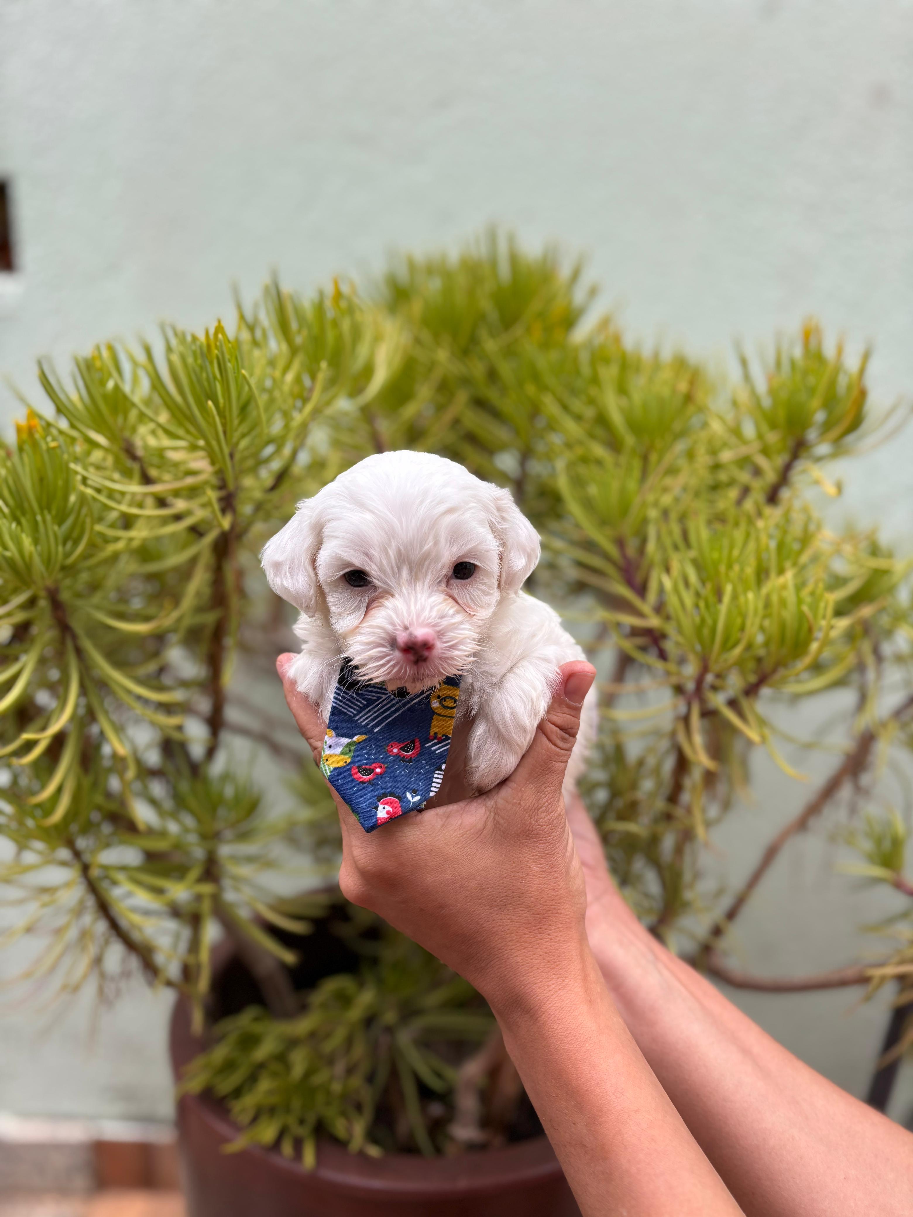 Poodle - Foto 2