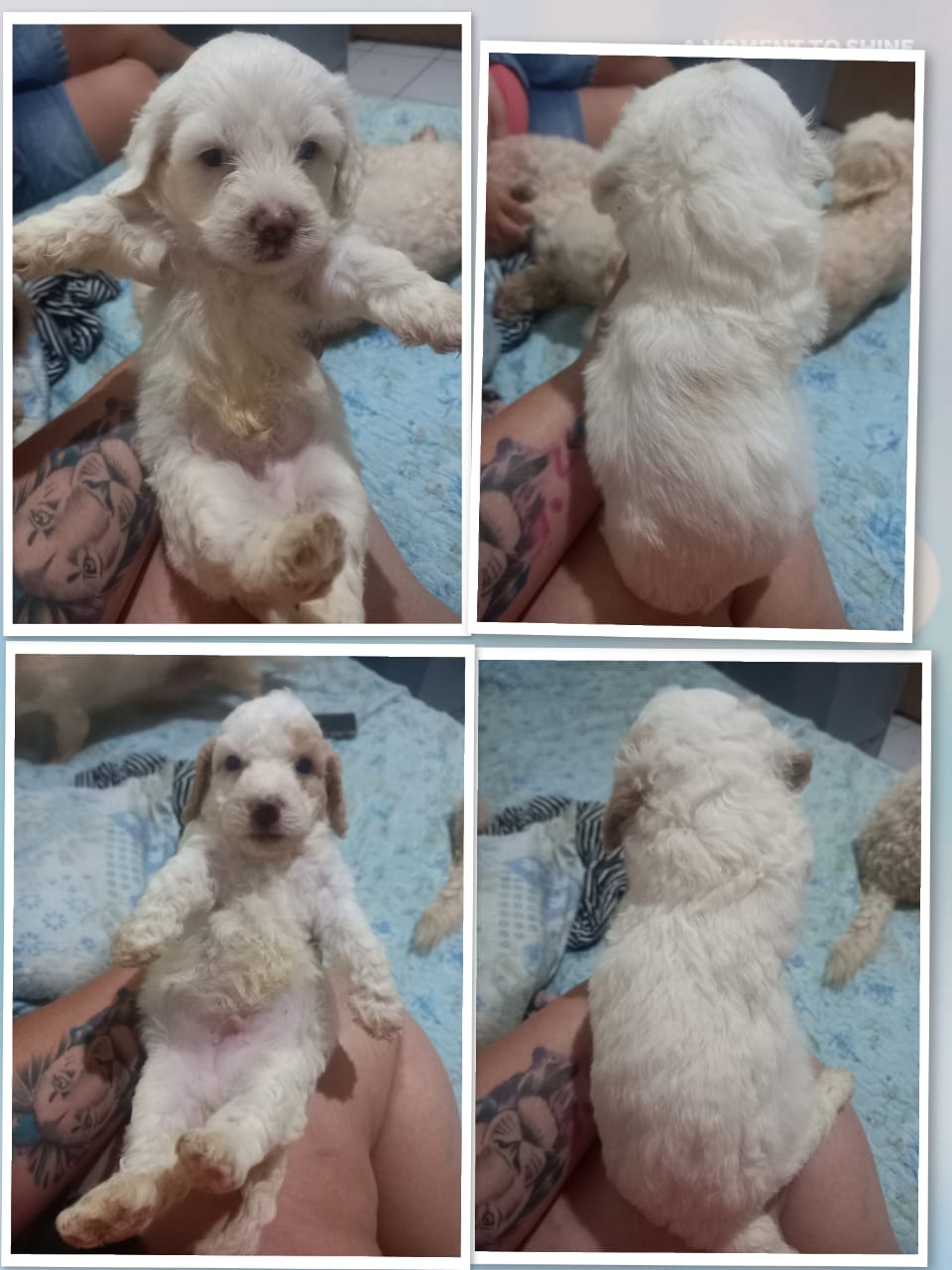 Cachorros poodle  - Foto 1