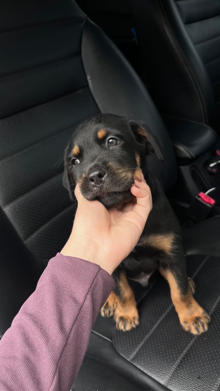 Vendo filhote de rottweiler - Foto 2
