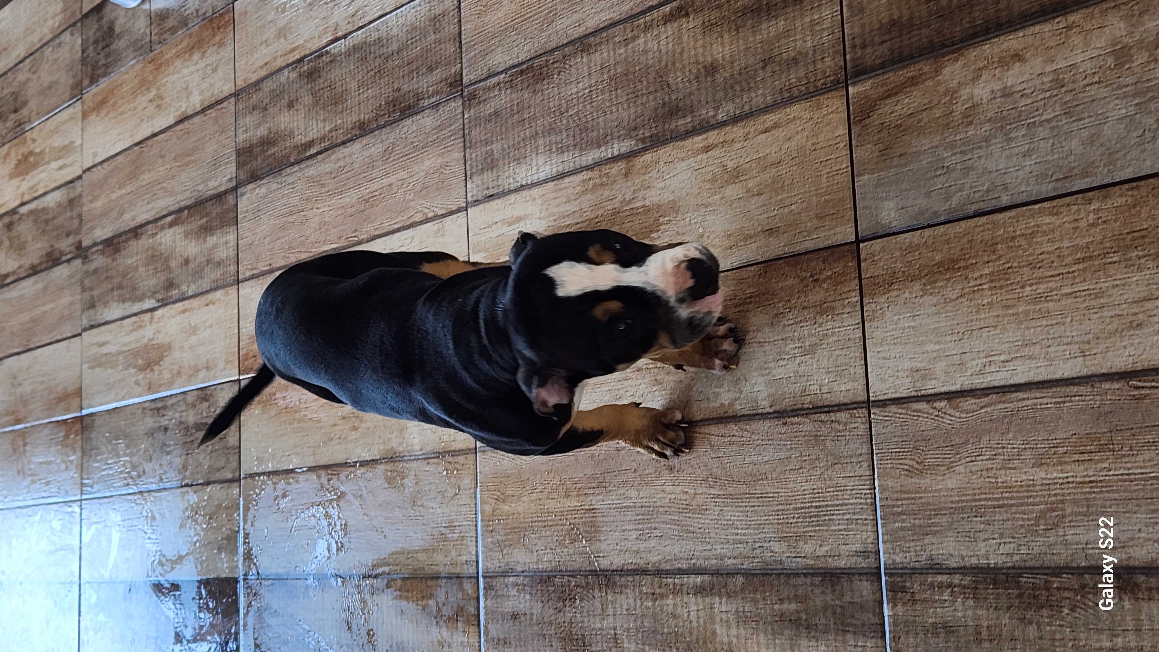 Pitbull - Foto 1