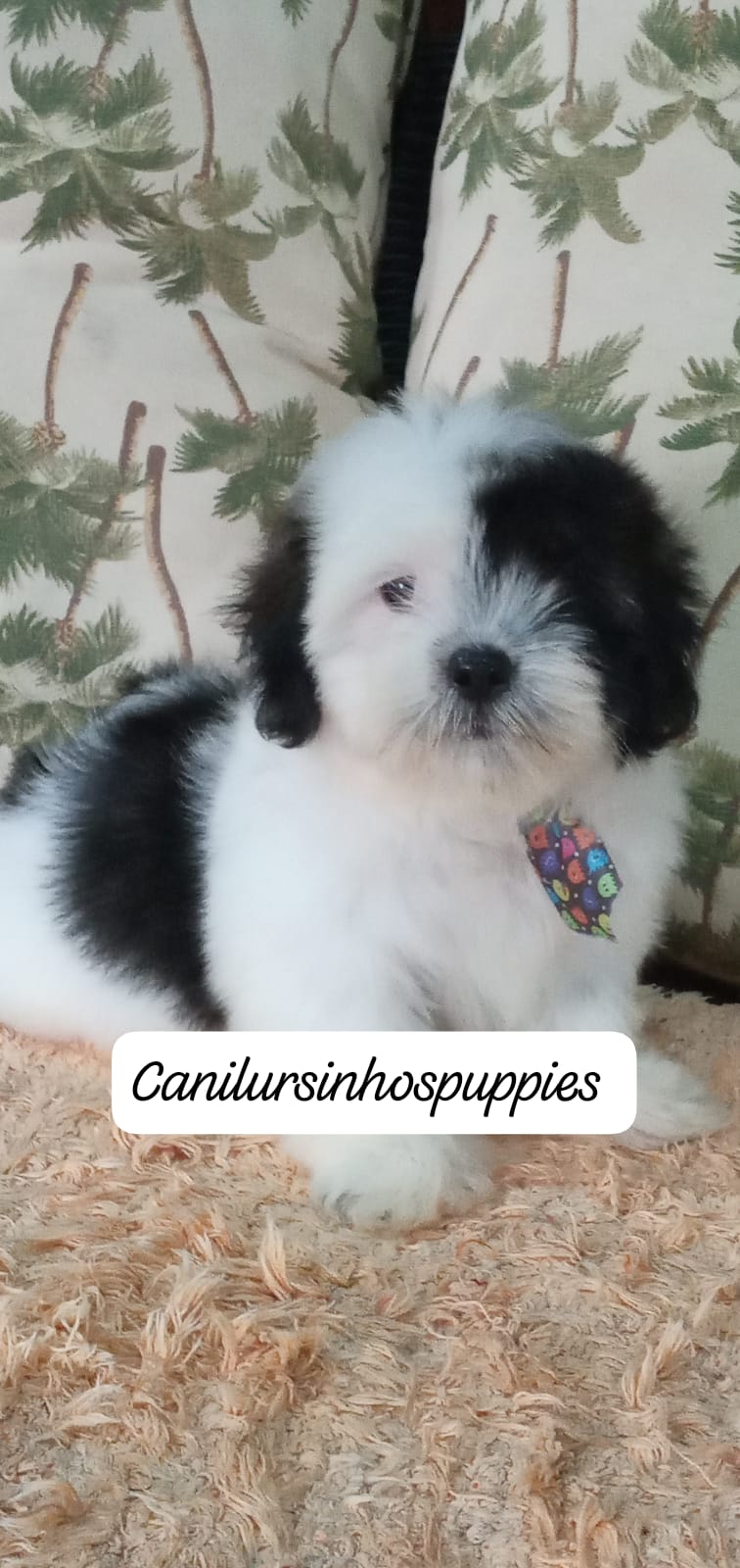 lhasa apso garanta hoje seu bebe #canilursinhospuppies  - Foto 4