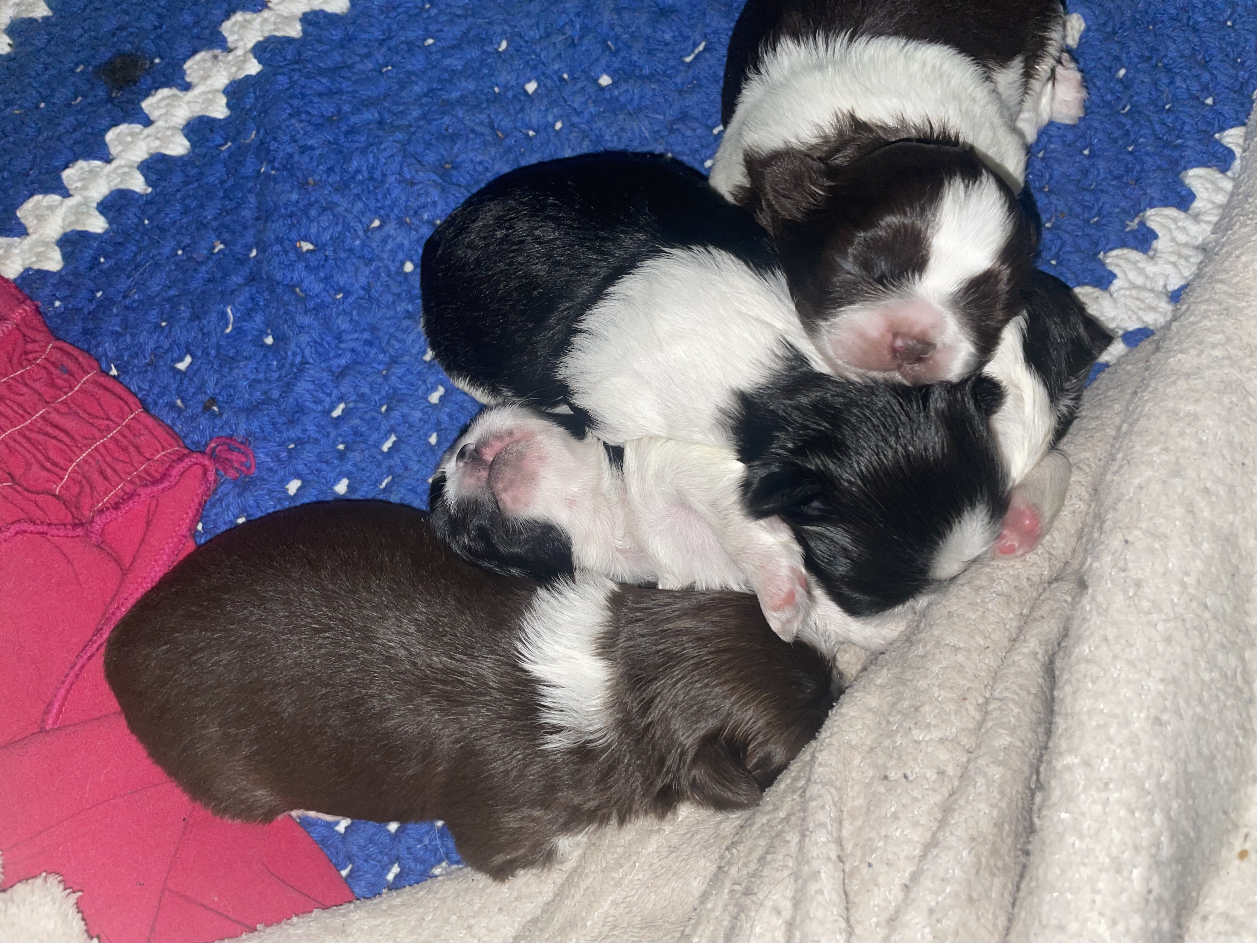 Filhotes de Shih tzu - Foto 2