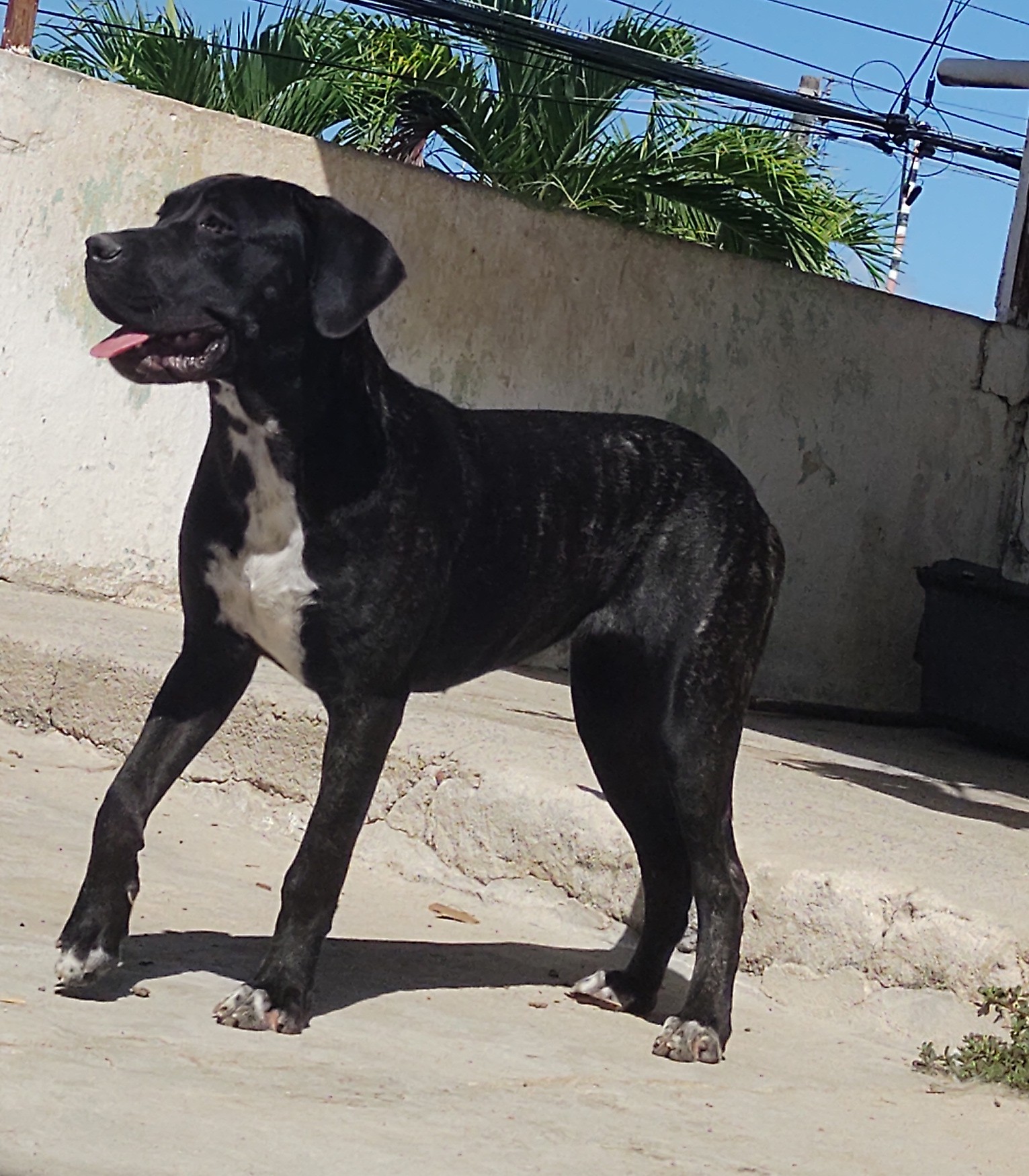 Cane Corso 10 meses pura! - Foto 3