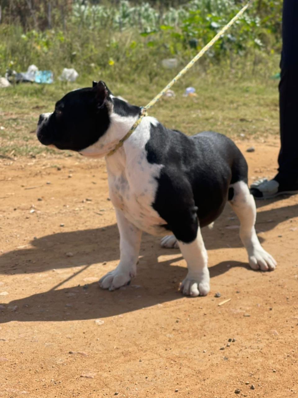 American bully - Foto 2