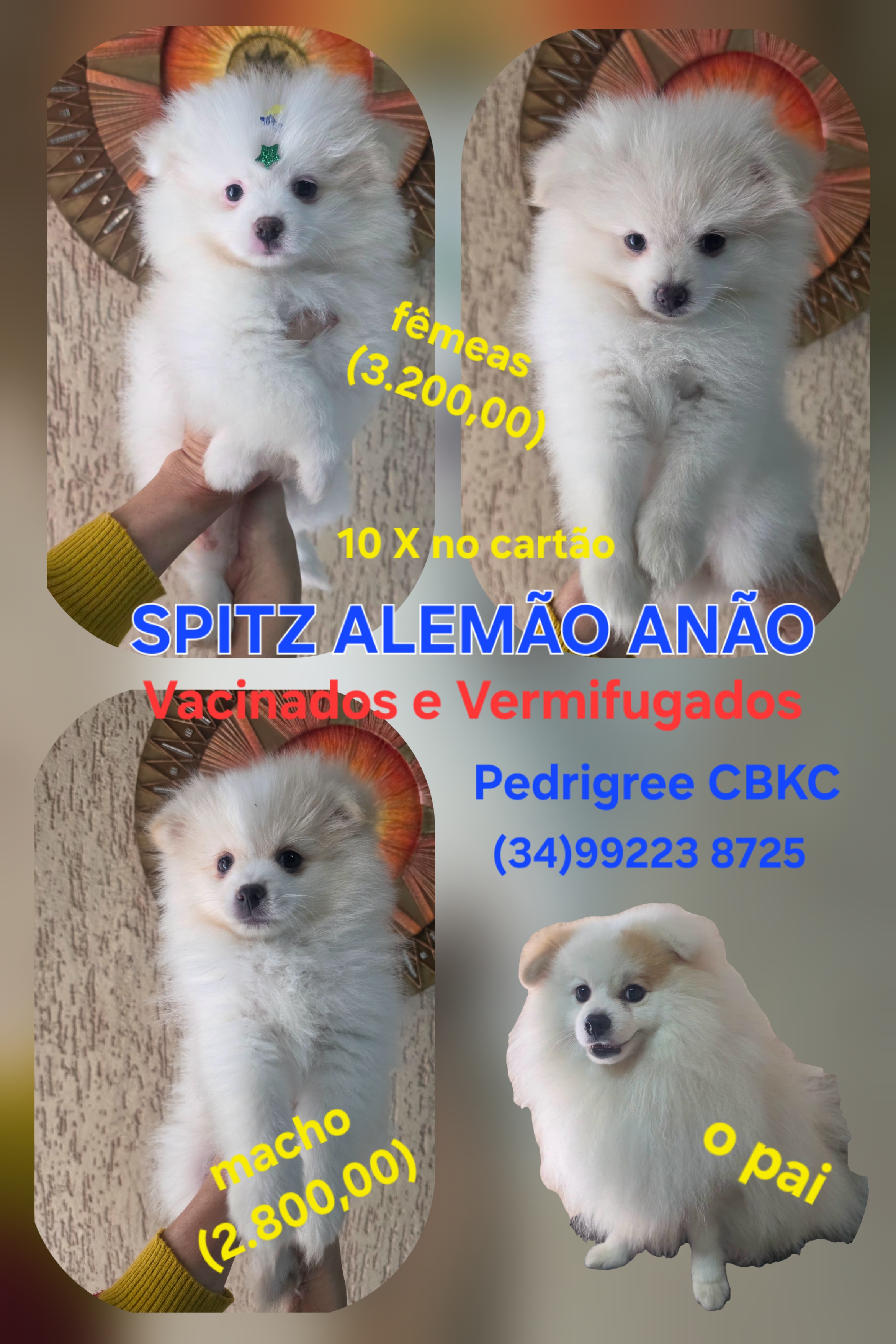 Spitz alemão anão filhotes - Foto 5