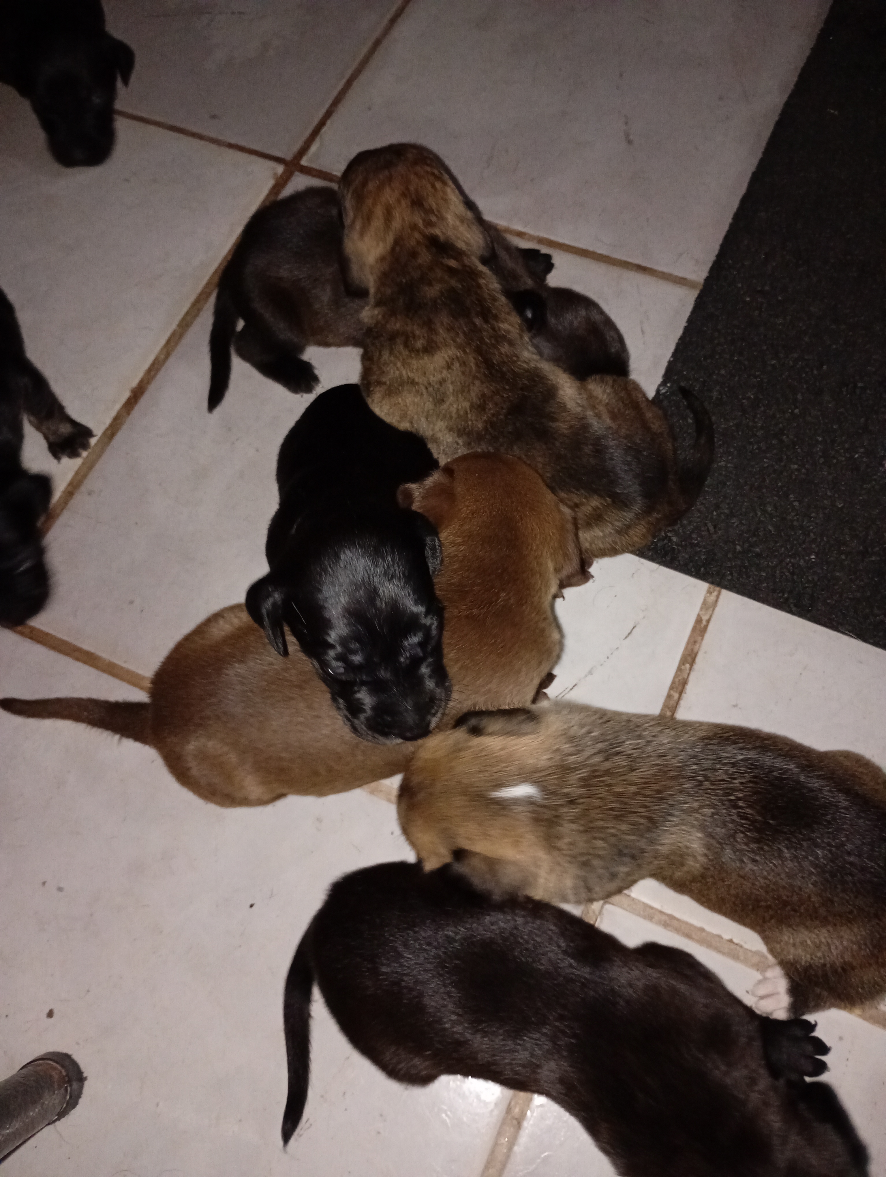 Filhotes de labrador e filé a venda - Foto 1