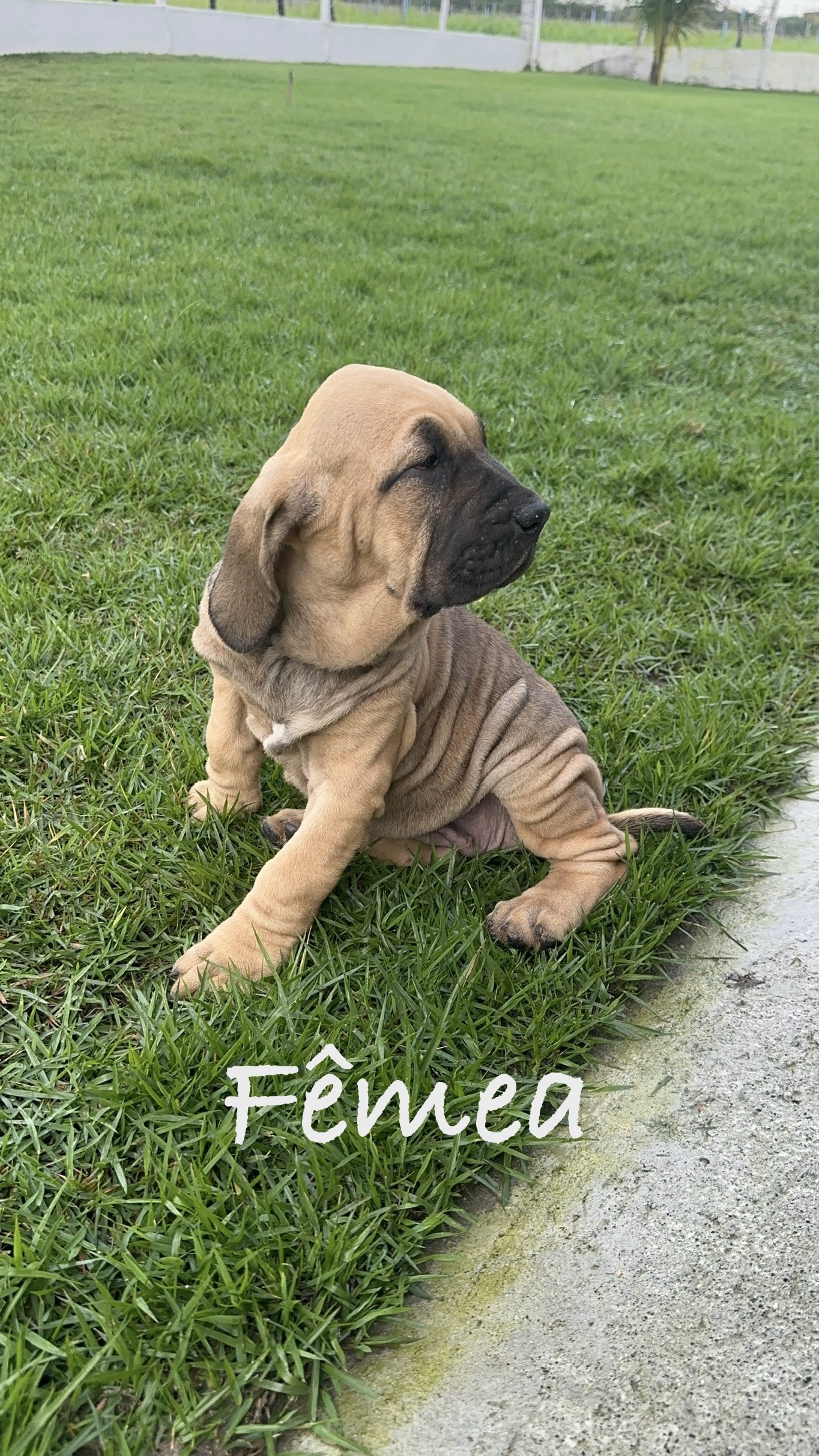 Fila Brasileiro - Foto 2