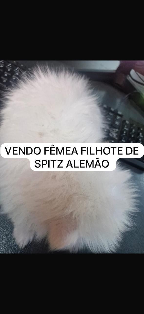 Spitz Alemão - Foto 1