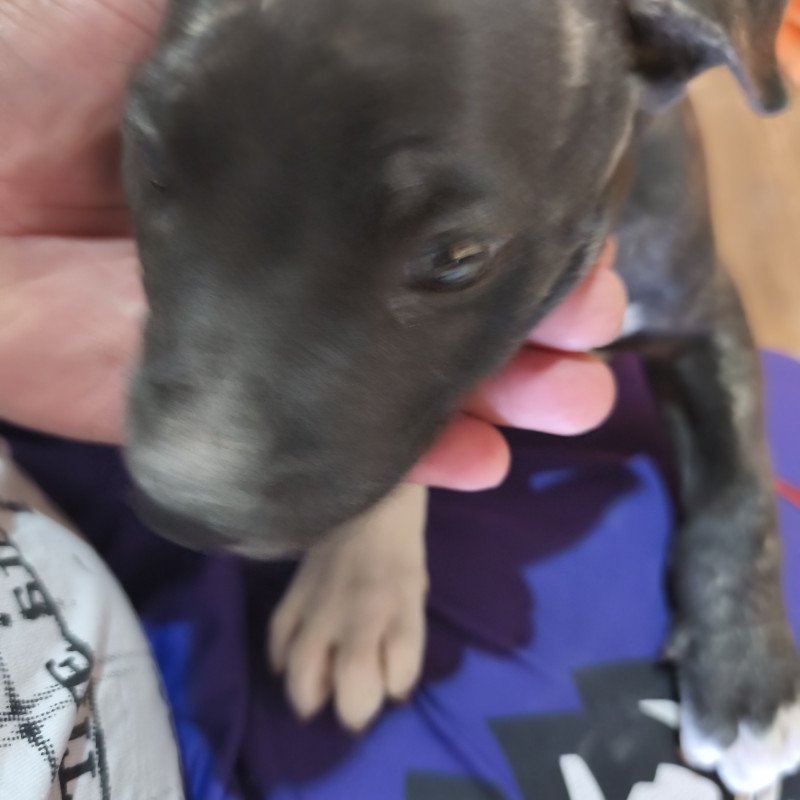 Vendo pitmonster, já vermifugado, 1 mês e 10 dias! - Foto 2