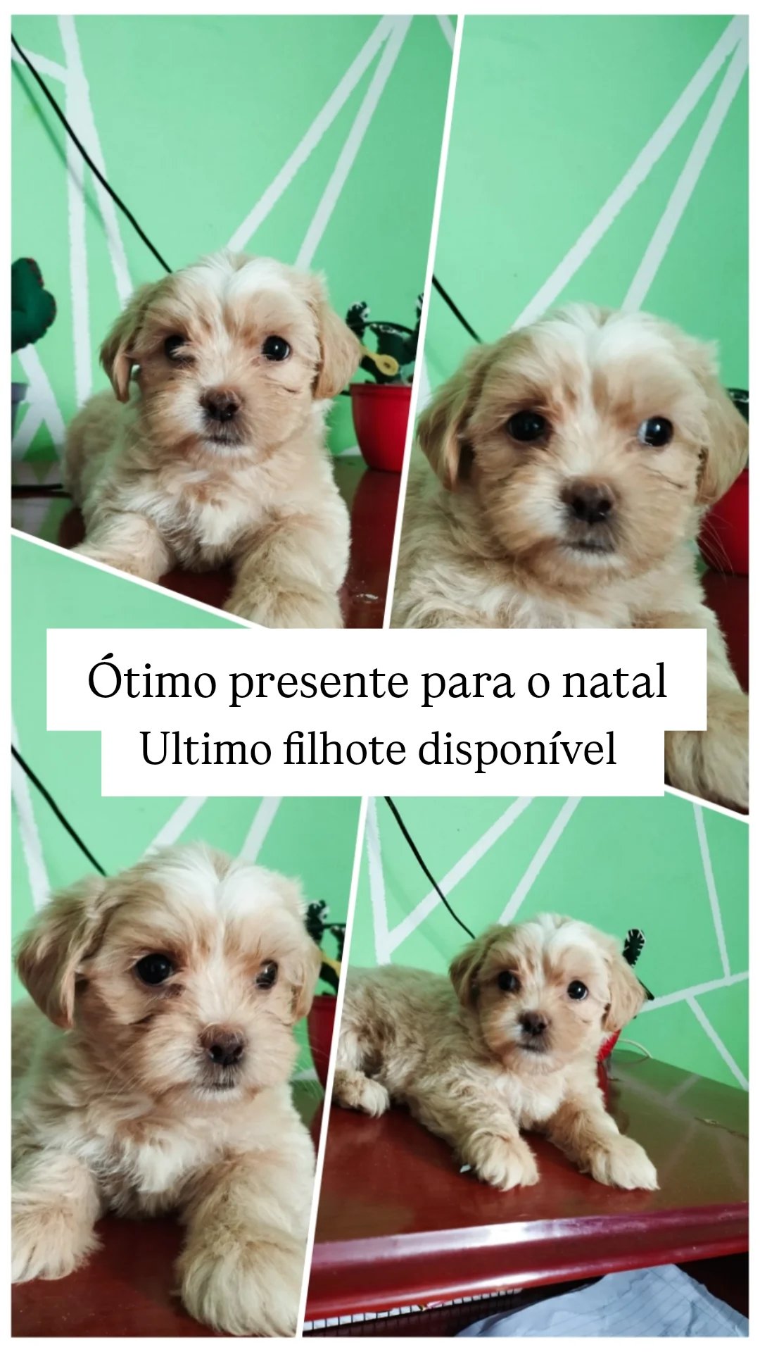 Shitzu  - Foto 1