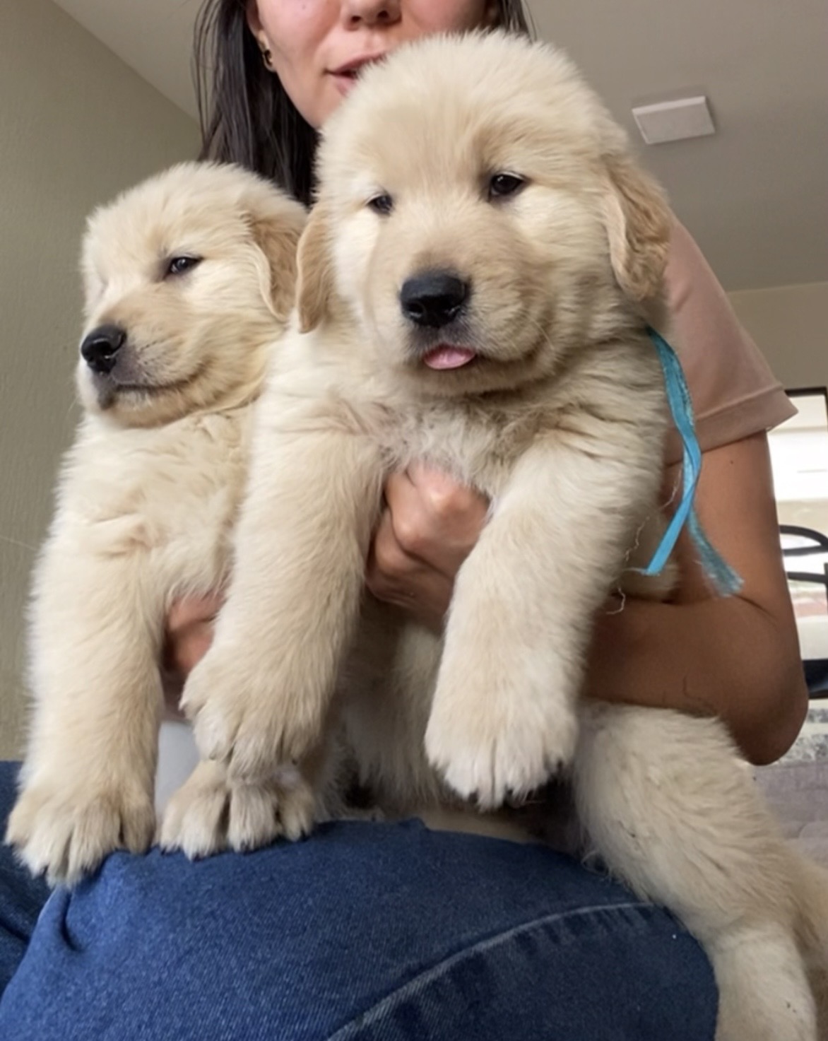 Golden Retriever - Foto 3