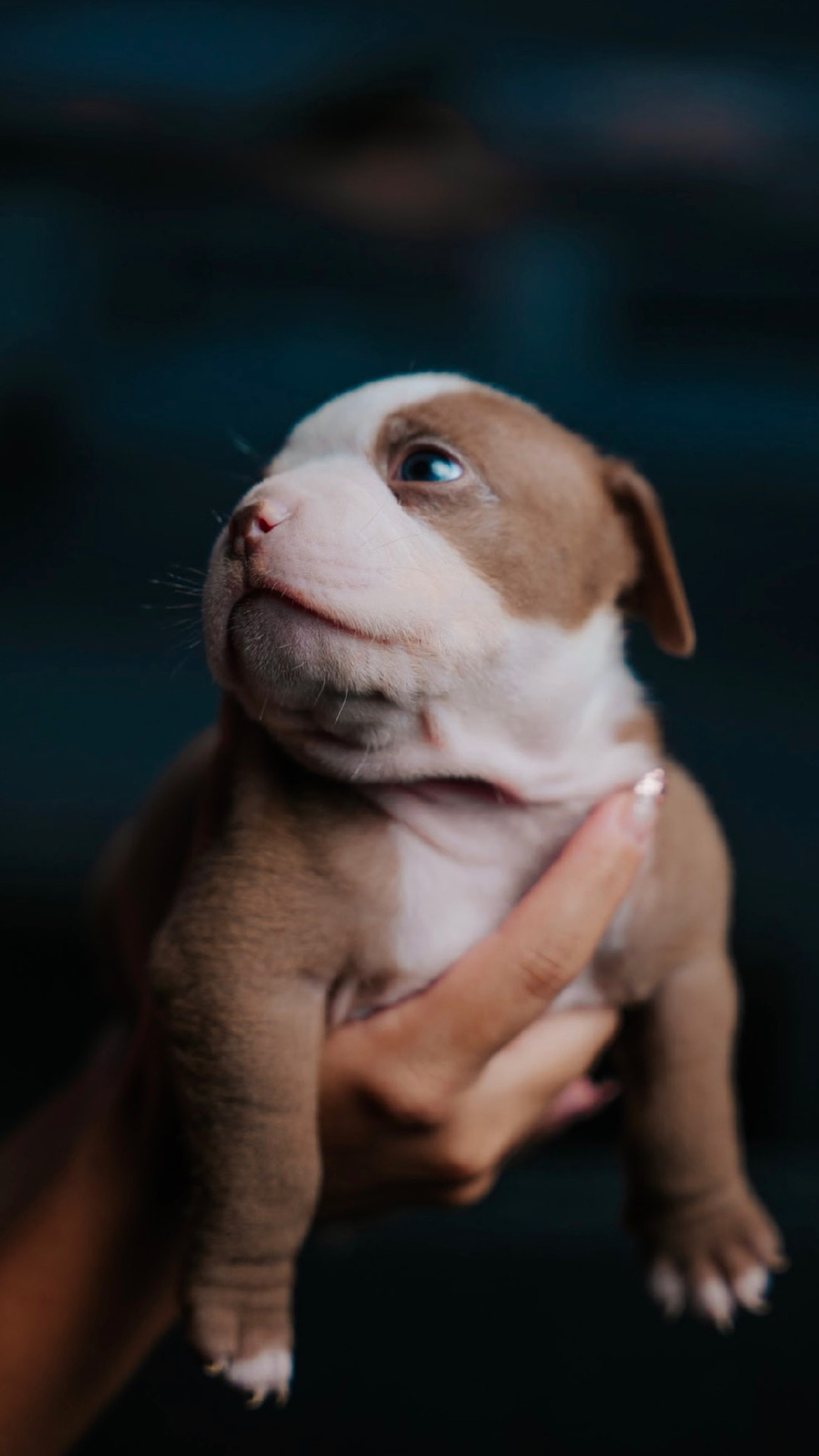 American bully Micro - Foto 2