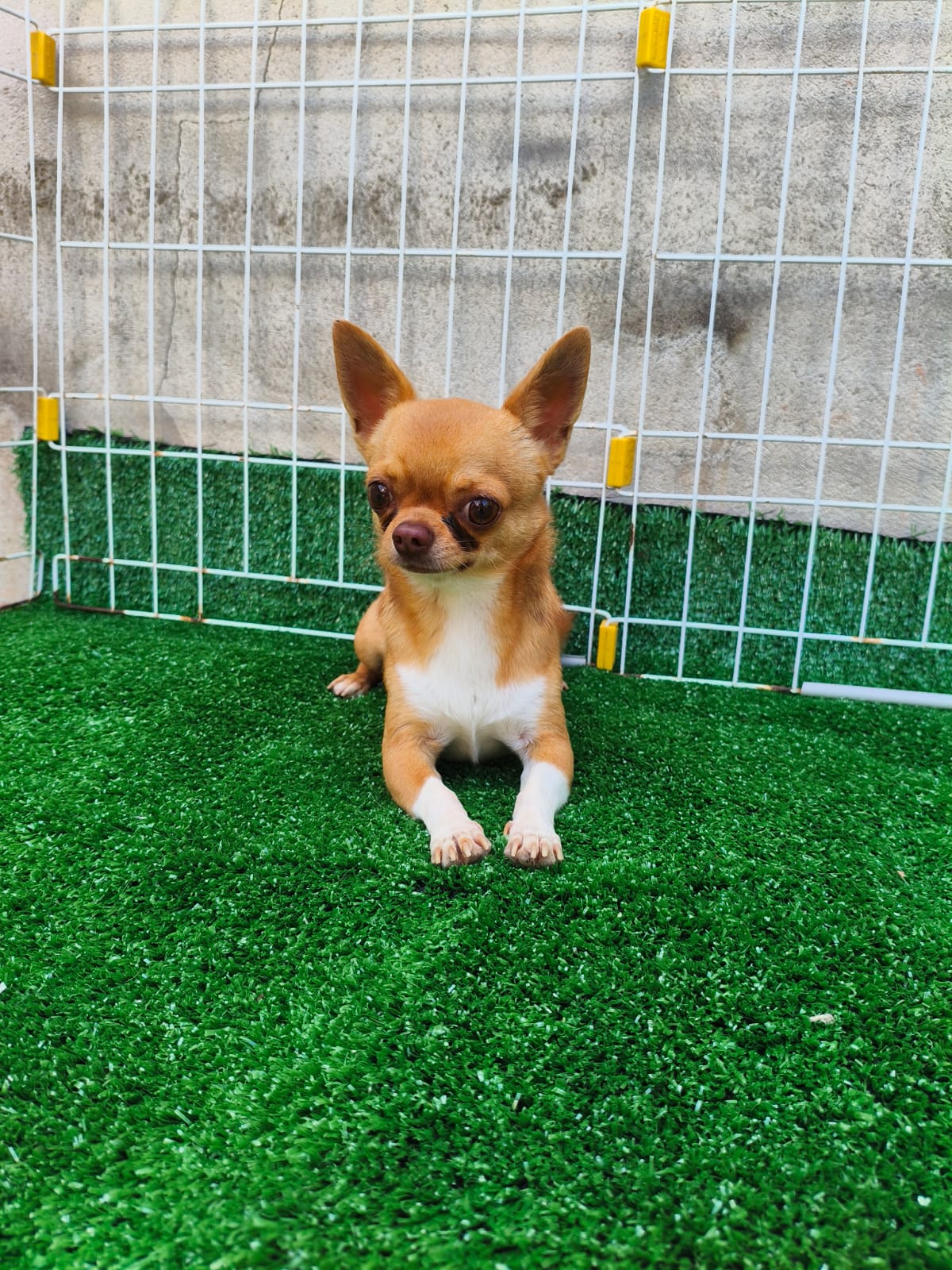 Chihuahuas  - Foto 4