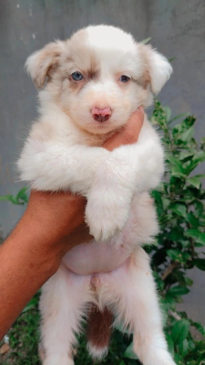 Filhotes Border Collie  - Foto 5