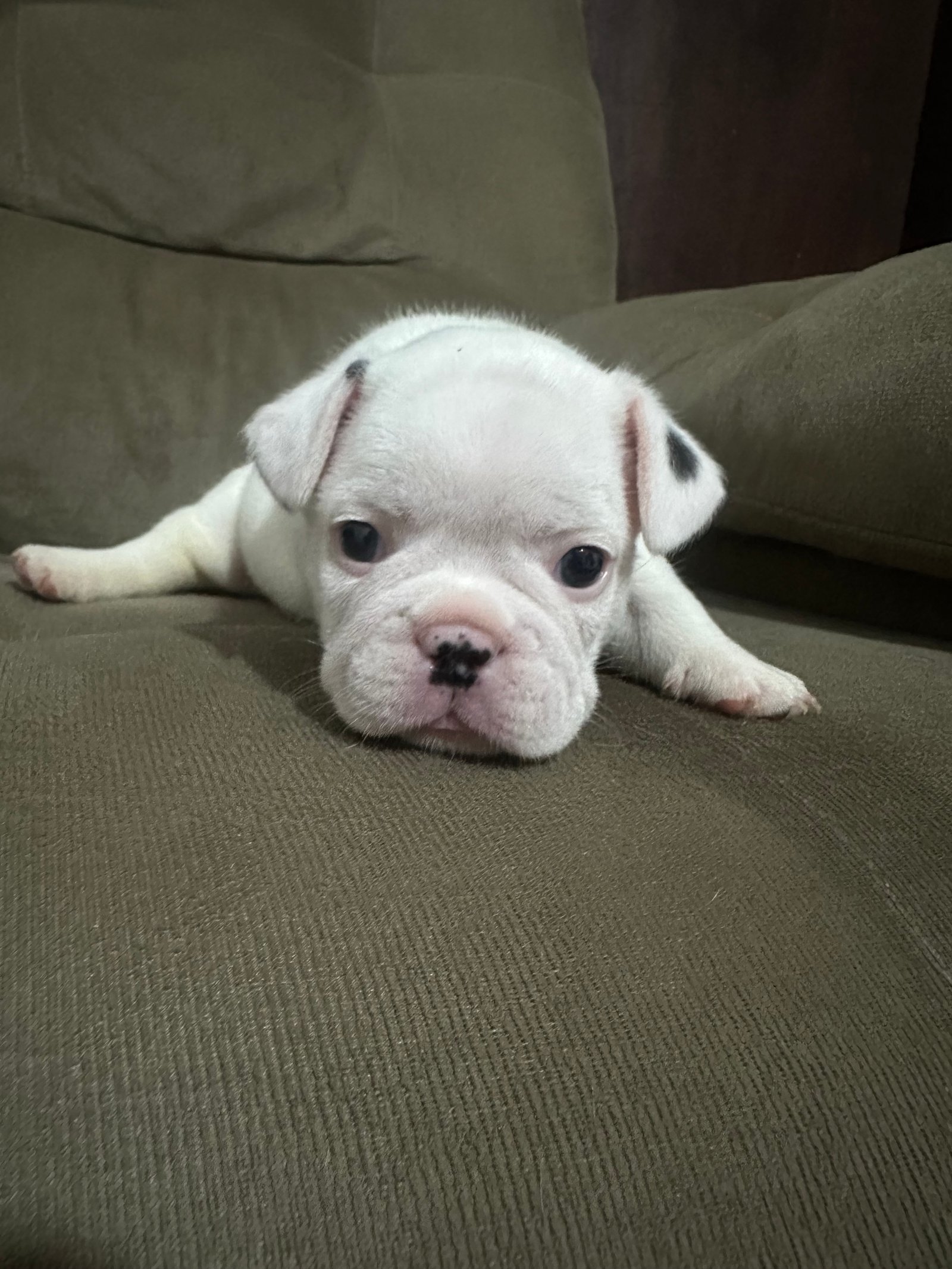 Vendo buldogue francês  - Foto 3