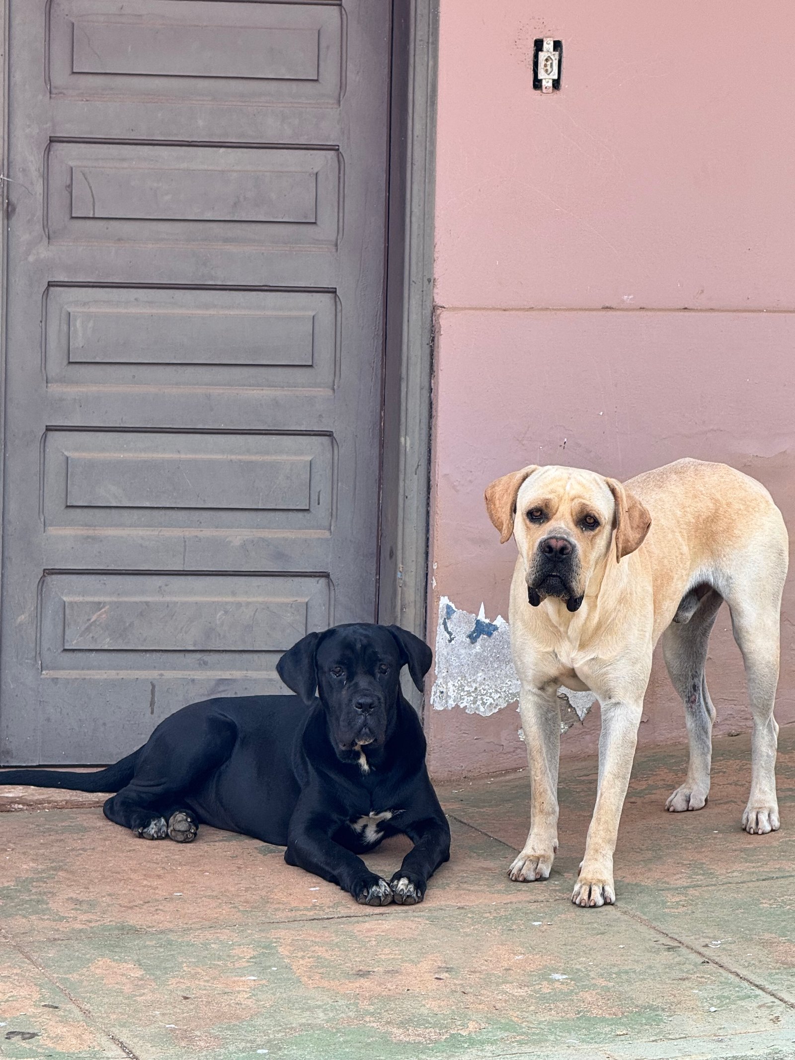 Filhotes de Cane Corso! - Foto 1