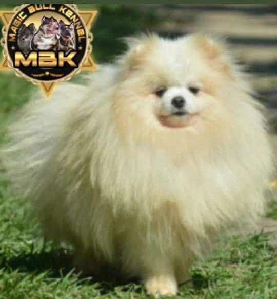 Spitz Alemão  - Foto 3